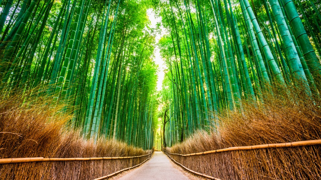 Tal como su nombre lo indica, el bosque de bambú de Arashiyama es un hermoso espacio natural (istock)