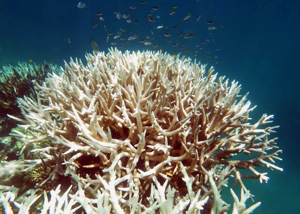 Científicos alertaron sobre la erosión acelerada de los arrecifes de coral del Caribe por el cambio climático – Infobae