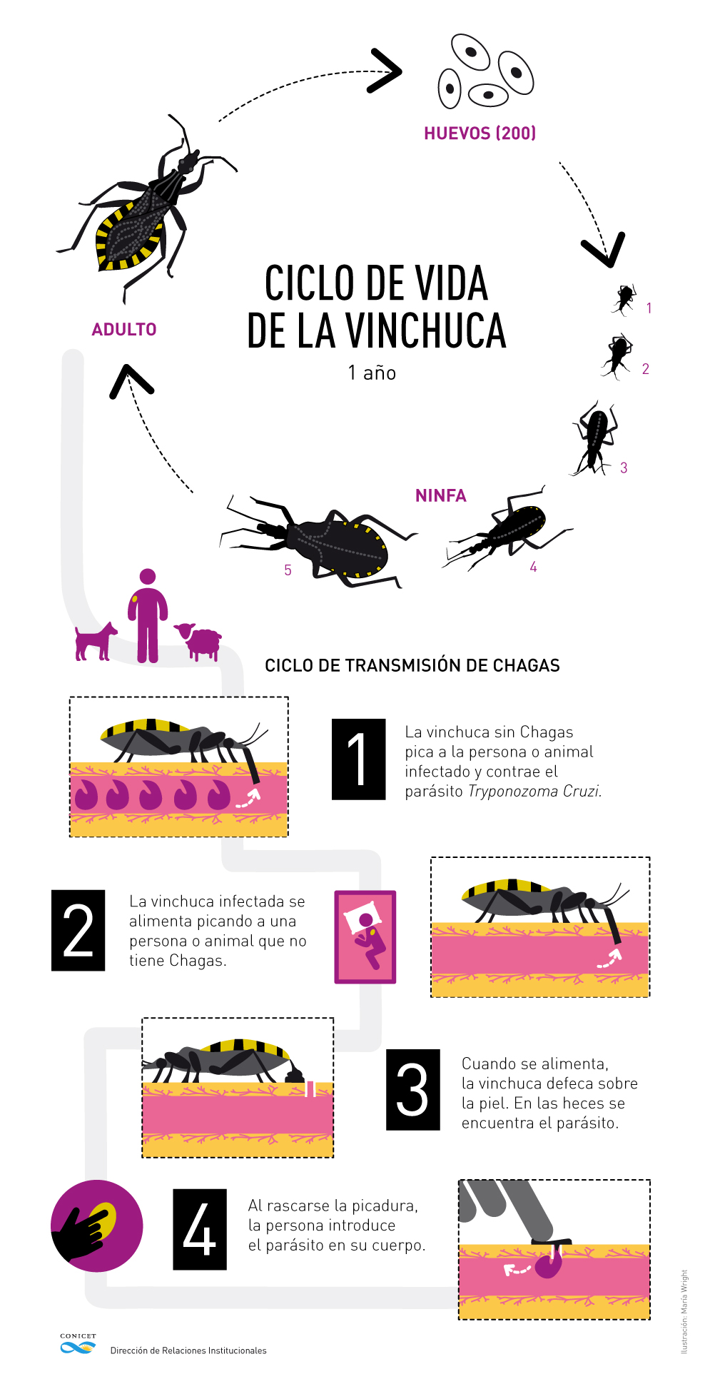 El ciclo del mal de Chagas