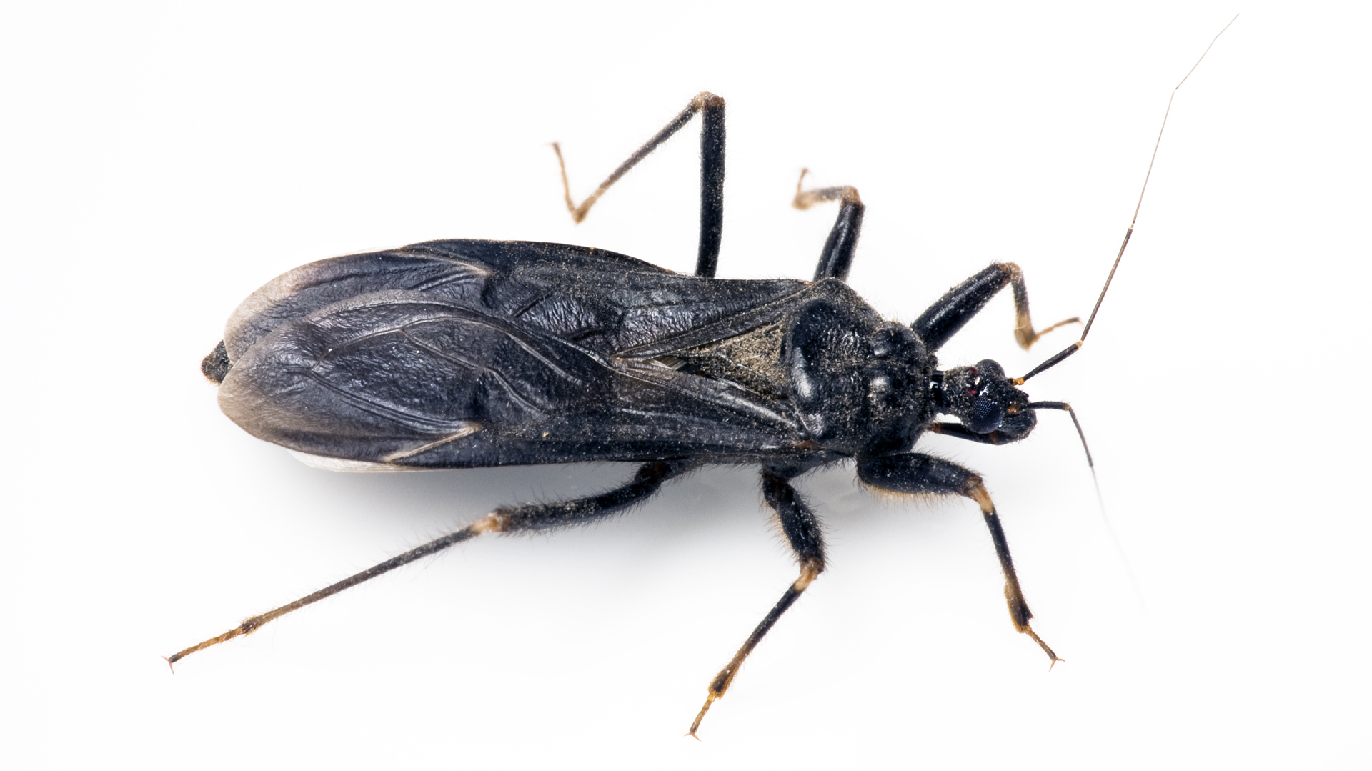 La vinchuca es el vector transmisor de la enfermedad (iStock)