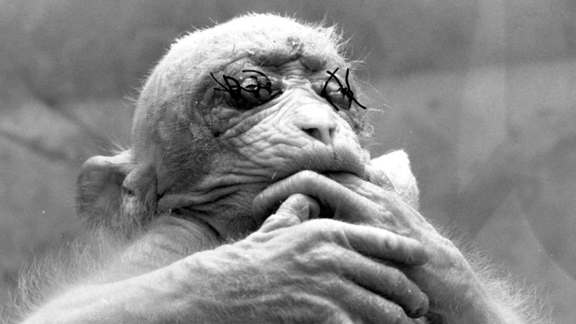 ¿En el nombre de la ciencia? ¿Cuál es el limite para torturar animales en experimentaciones?
