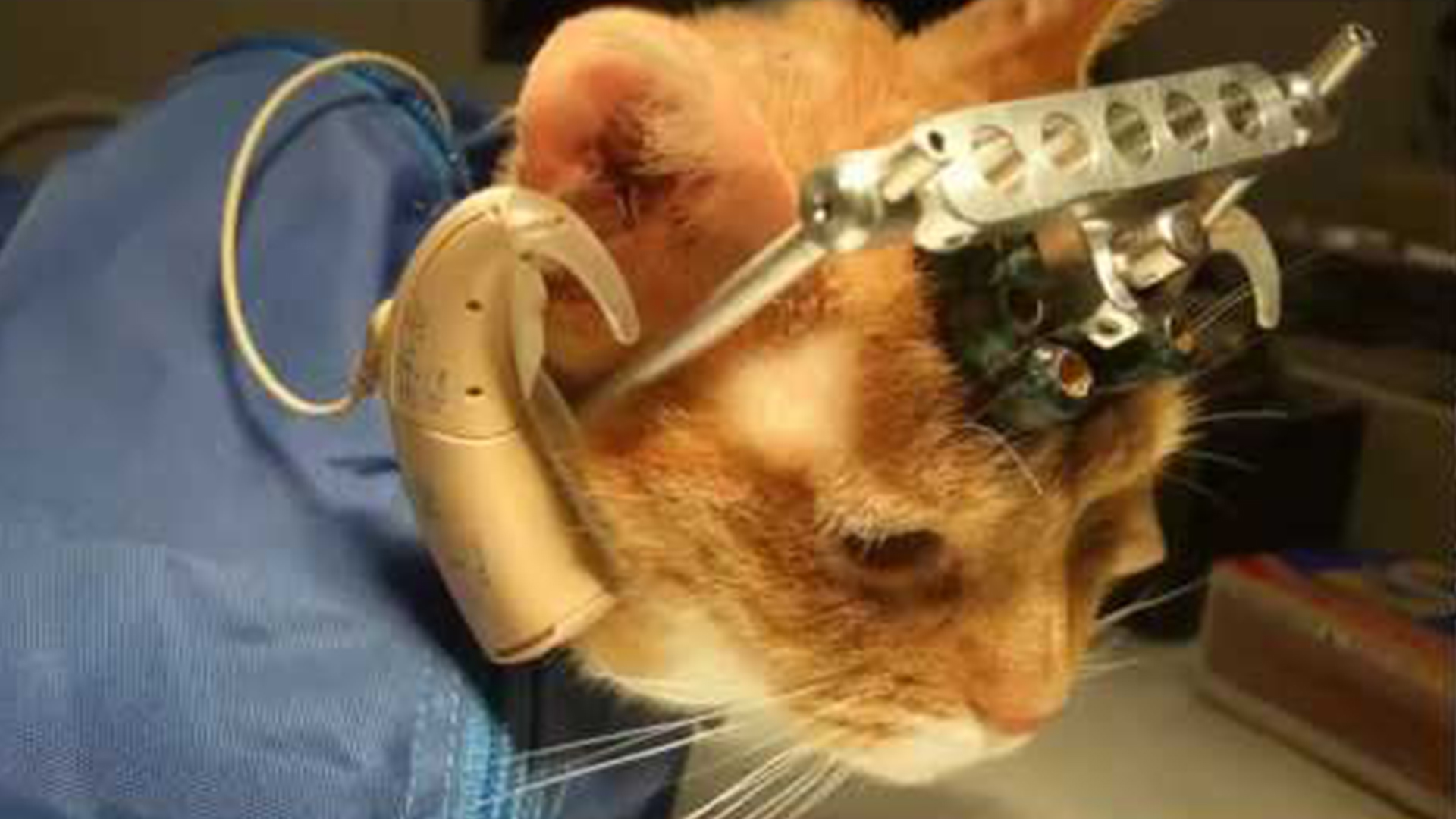 Los gatos también son utilizados en pruebas de laboratorio, sobre todo en experimentos cerebrales.