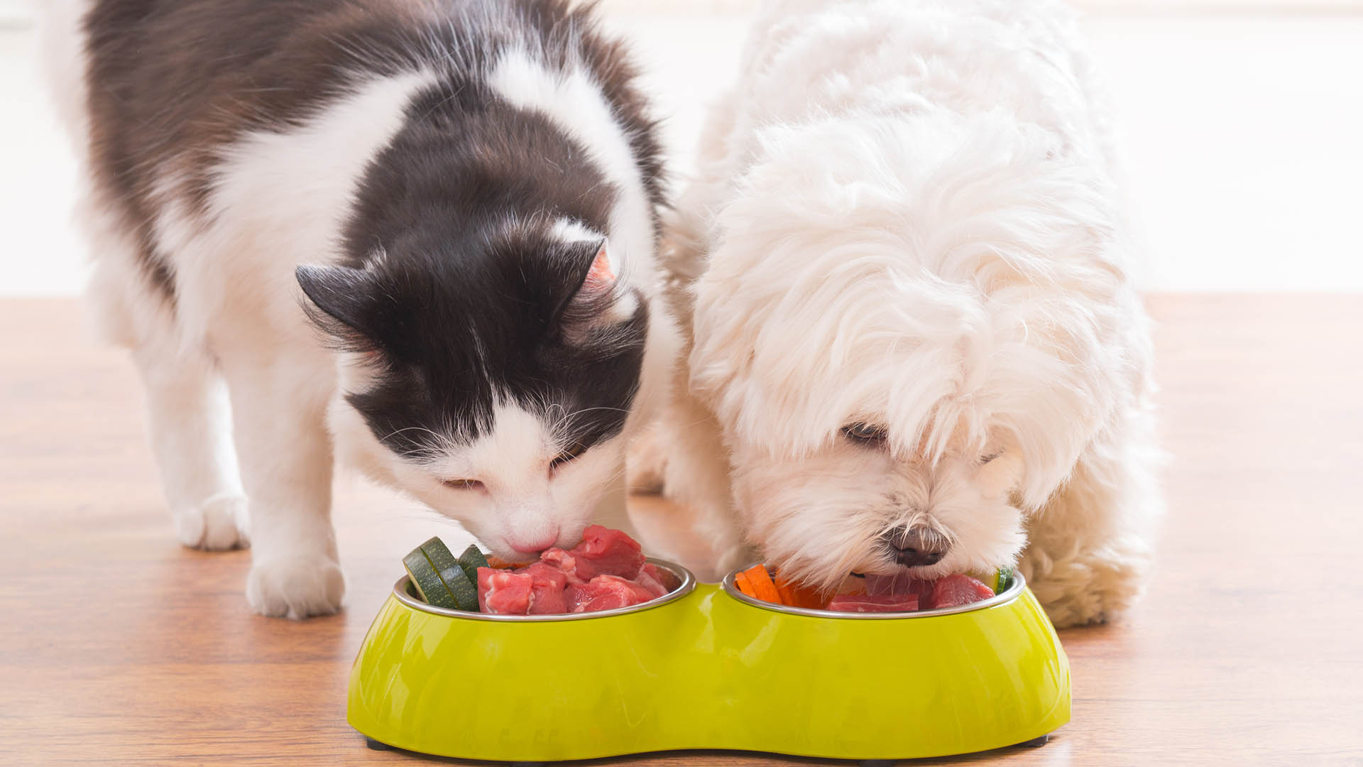 Muchos perros y gatos son alérgicos a la proteína animal, componente presente en el alimento balanceado (iStock)
