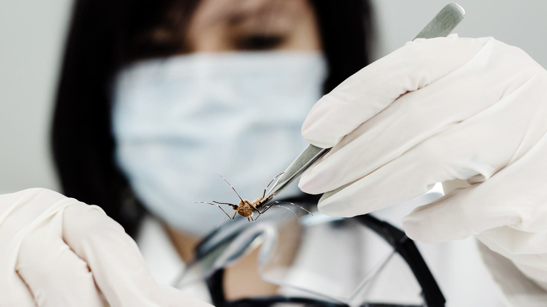 Zonas que ahora resultan muy frías para los mosquitos, como Europa o América del Norte, podrán enfrentar en los próximos 50 años epidemias por dengue, al cambiar su clima (Foto: archivo)