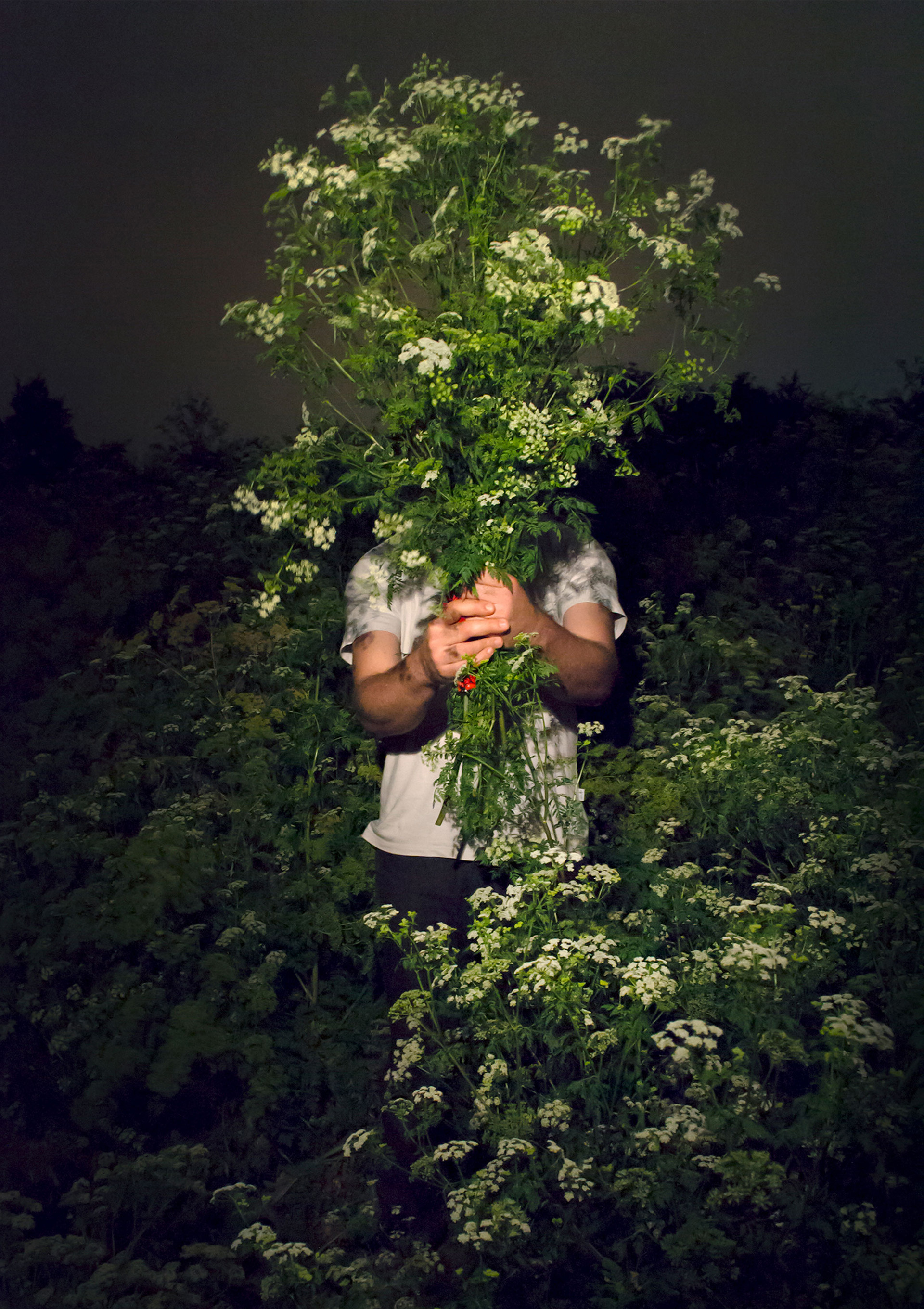 José Quinteros, Ramo de Cicuta 2, 2015, Fotografía digital, 80 x 63 cm