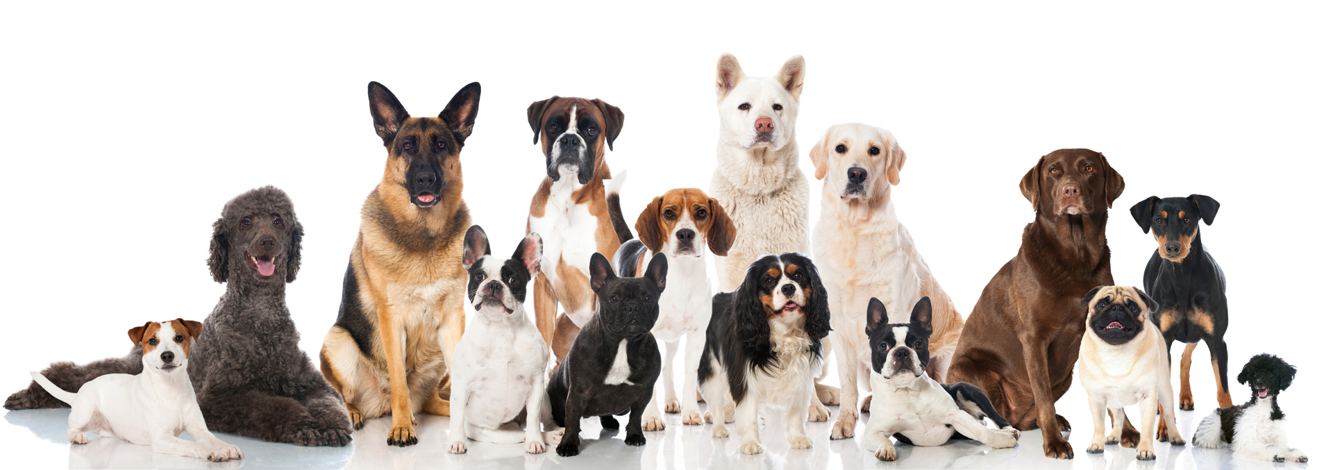Los perros comprenden hasta 200 palabras (iStock)