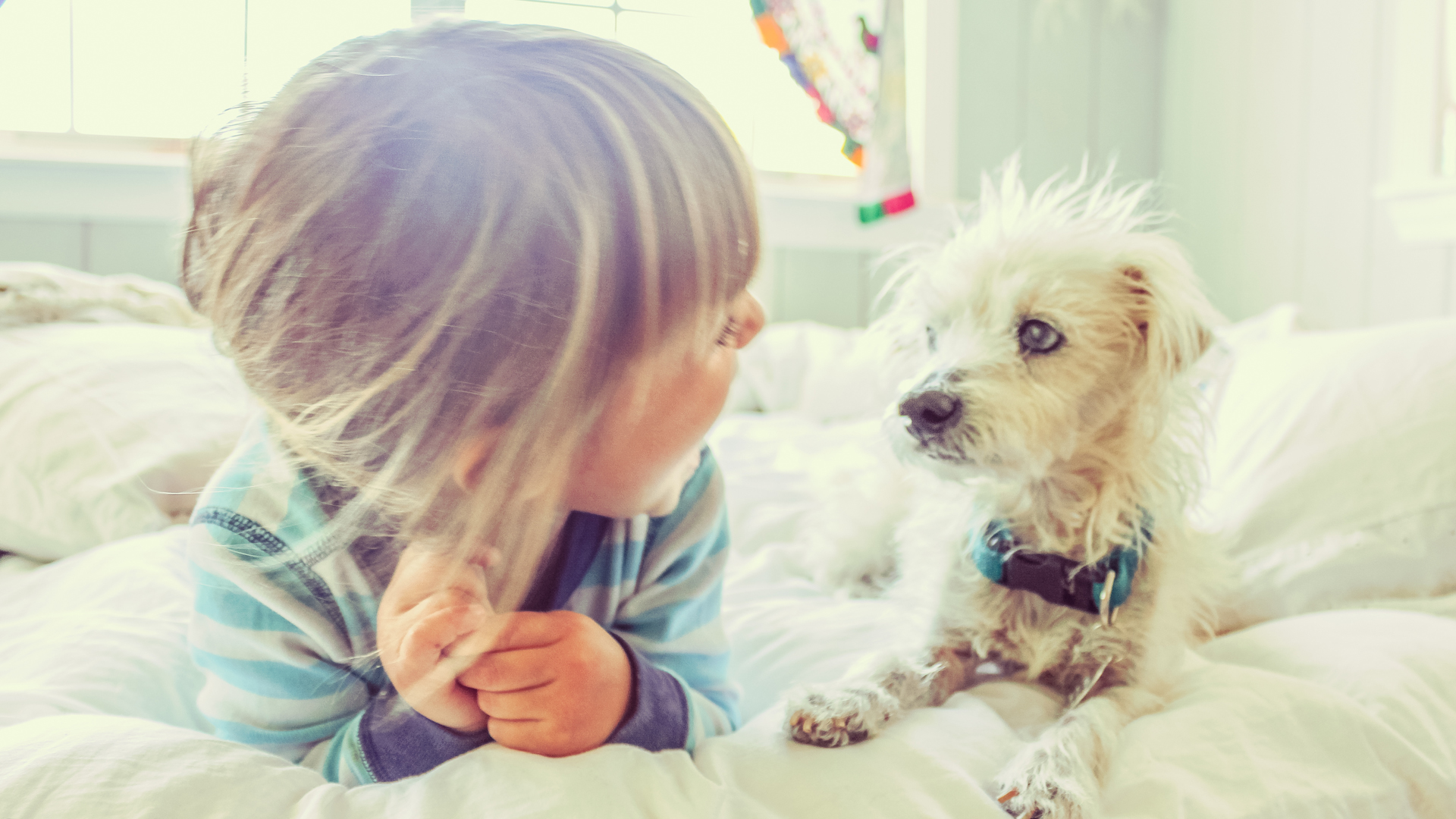 El estudio confirmó la capacidad canina de poder interpretar y comprender lo que los humanos les comunican (iStock)