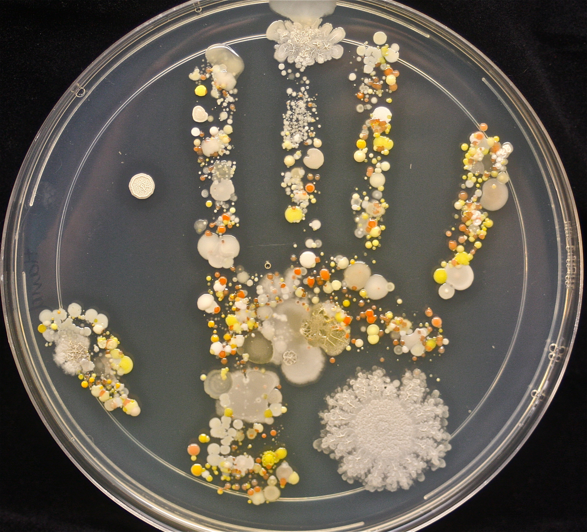 Imagen de la huella del hijo de Tasha Sturm, luego de exponerla durante una semana a temperatura ambiente (Microbe World)