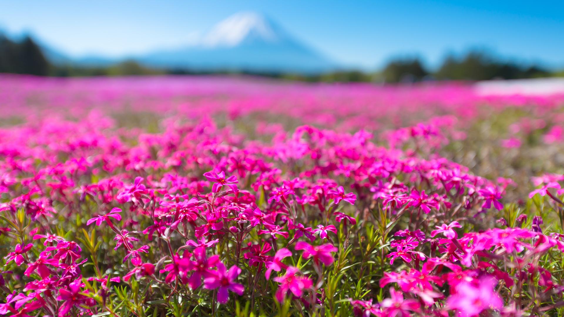 Las flores, originarias de Estados Unidos, son definidas como “cerezos de pasto” (iStock)