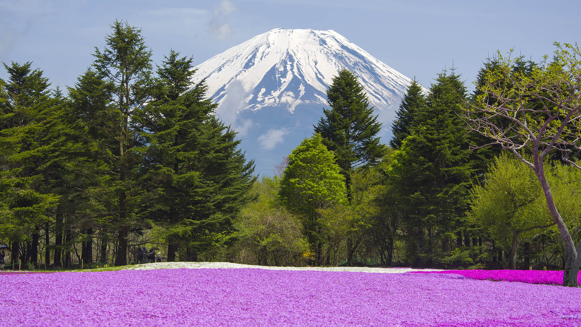 Un escenario único ubicado a dos horas de Tokio con más de 800 mil flores y un despliegue de colores en 2.4 hectáreas con una espectacular vista Monte Fuji (iStock)