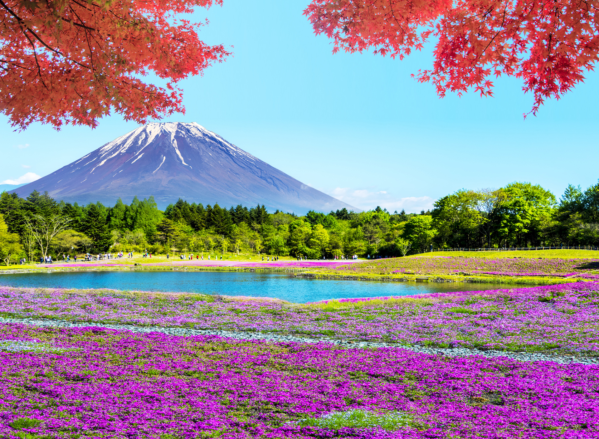 Fuji Shibazakura Matsuri, un festival de flores que realiza en Japón en honor a una planta muy particular (iStock)