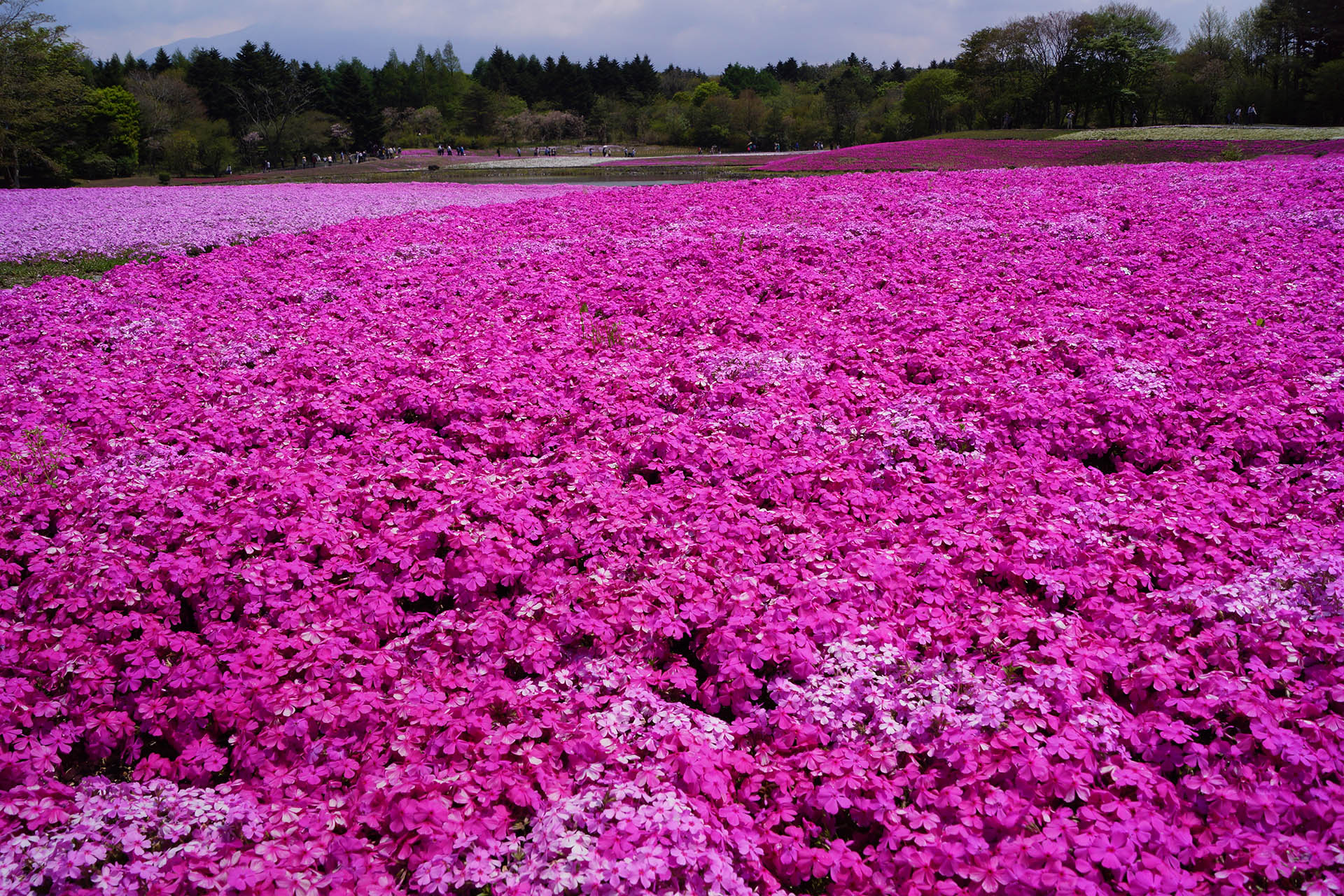 Los cerezos fucsia son considerados un honor para la ciudad (iStock)