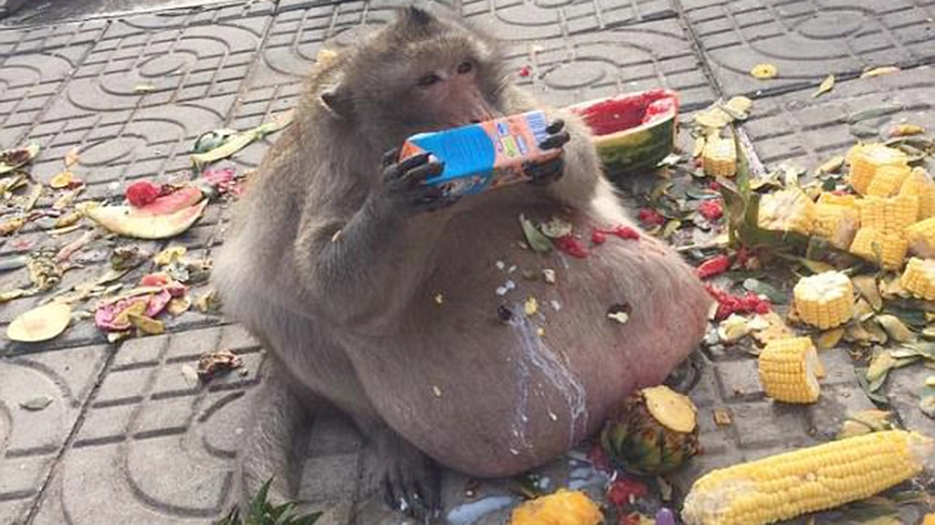La historia de "Tío Gordo": el mono obeso que se alimentaba con comida  chatarra hasta que lo pusieron a dieta - Infobae