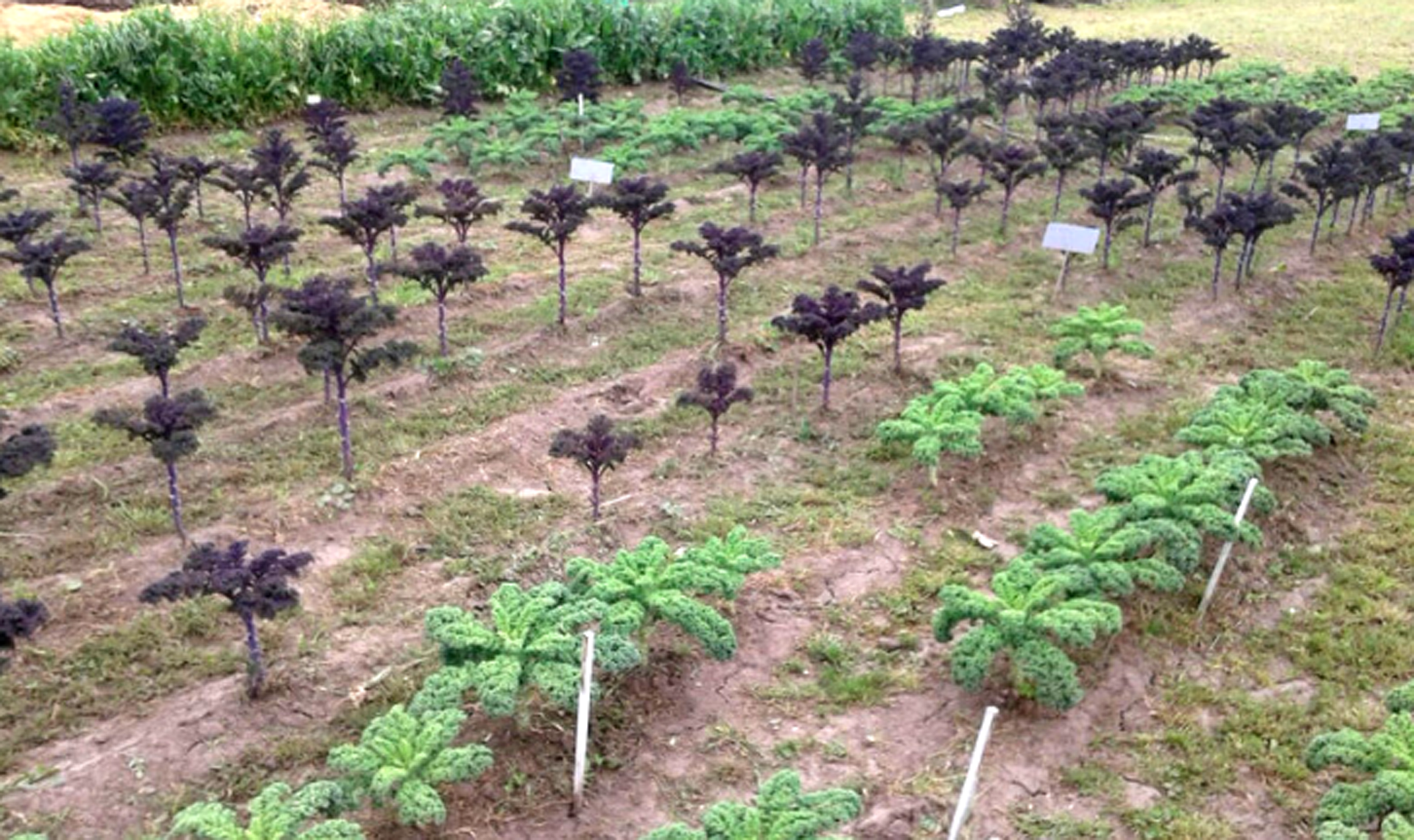 Investigadores de la UBA aseguraron que difundir esta planta y generar pautas de productividad para que se amplíe la oferta puede contribuir a bajar el precio de la misma (UBA Agronomía)