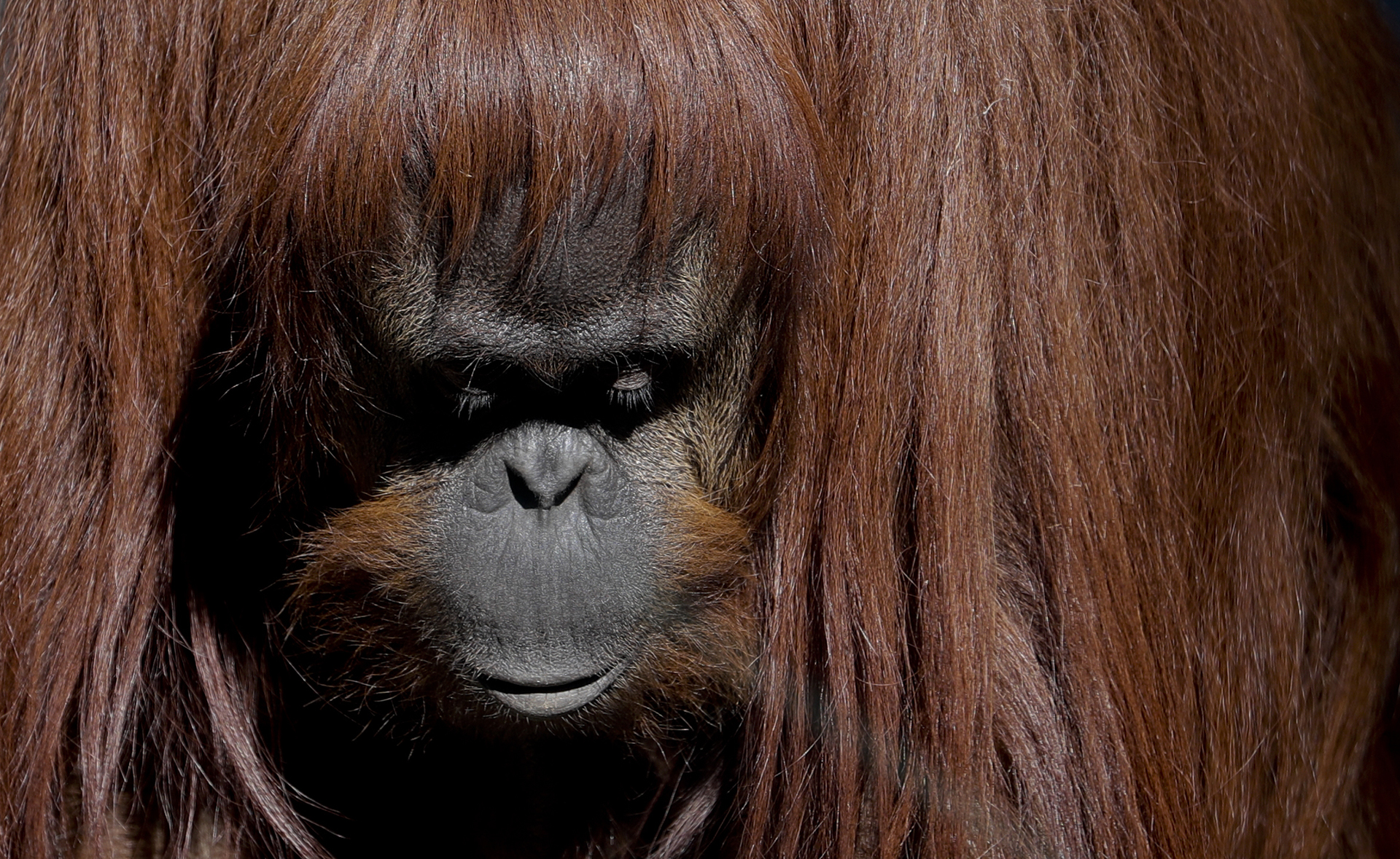 Sandra, el orangután del antiguo zoológico de la ciudad. Sandra se dio a conocer en todo el mundo, cuando un tribunal argentino emitió un fallo histórico en 2014 en el que la dotaba de algunos derechos legales que gozan los seres humanos. Ella ya no está en exhibición para los visitantes curiosos.