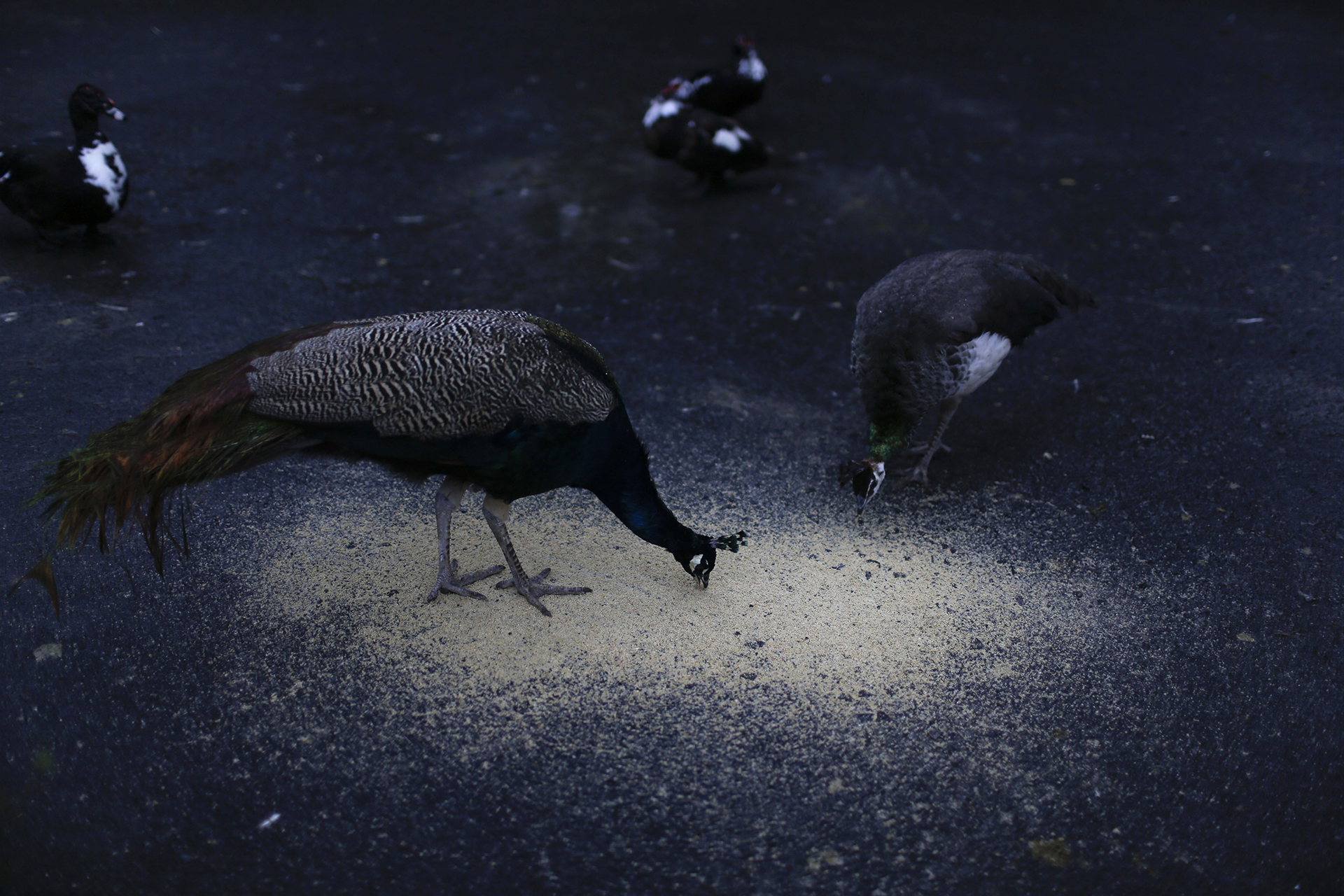 Los pavos reales se alimentan de granos