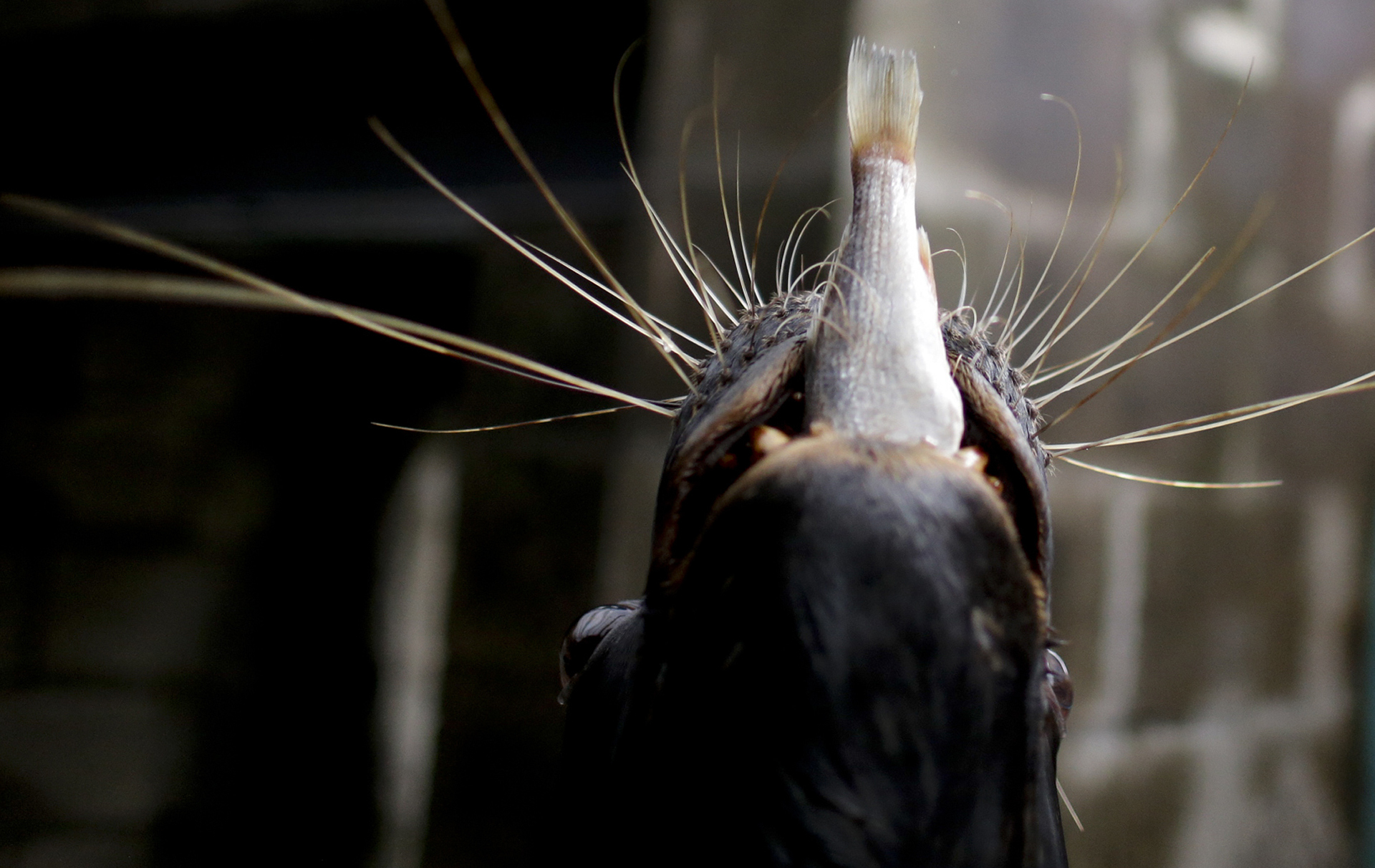 Un león marino captura un pez arrojado por un cuidador