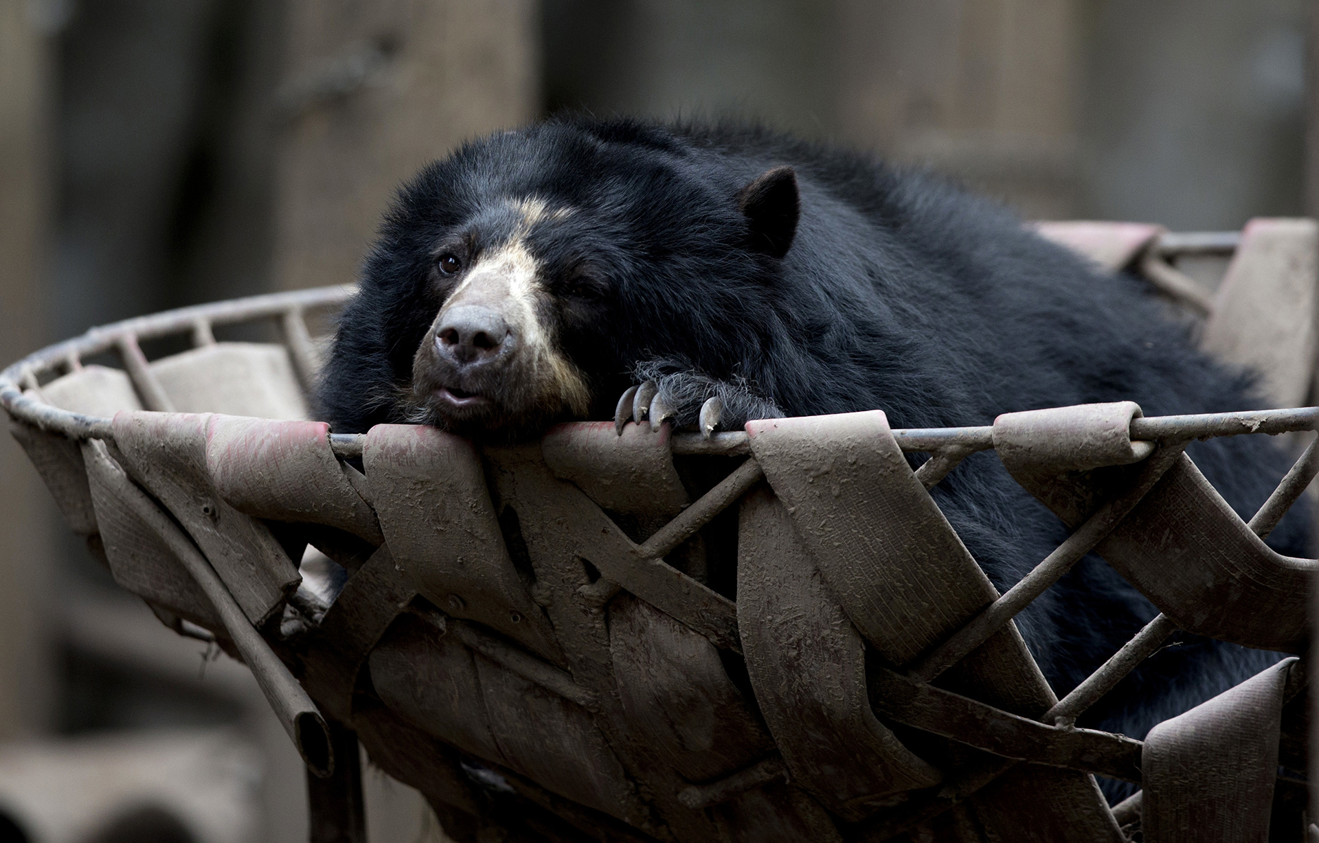 Un oso de anteojos descansa sobre una cesta. Los expertos llegaron a la conclusión de que un año después las condiciones para los animales prácticamente siguen siendo las mismas