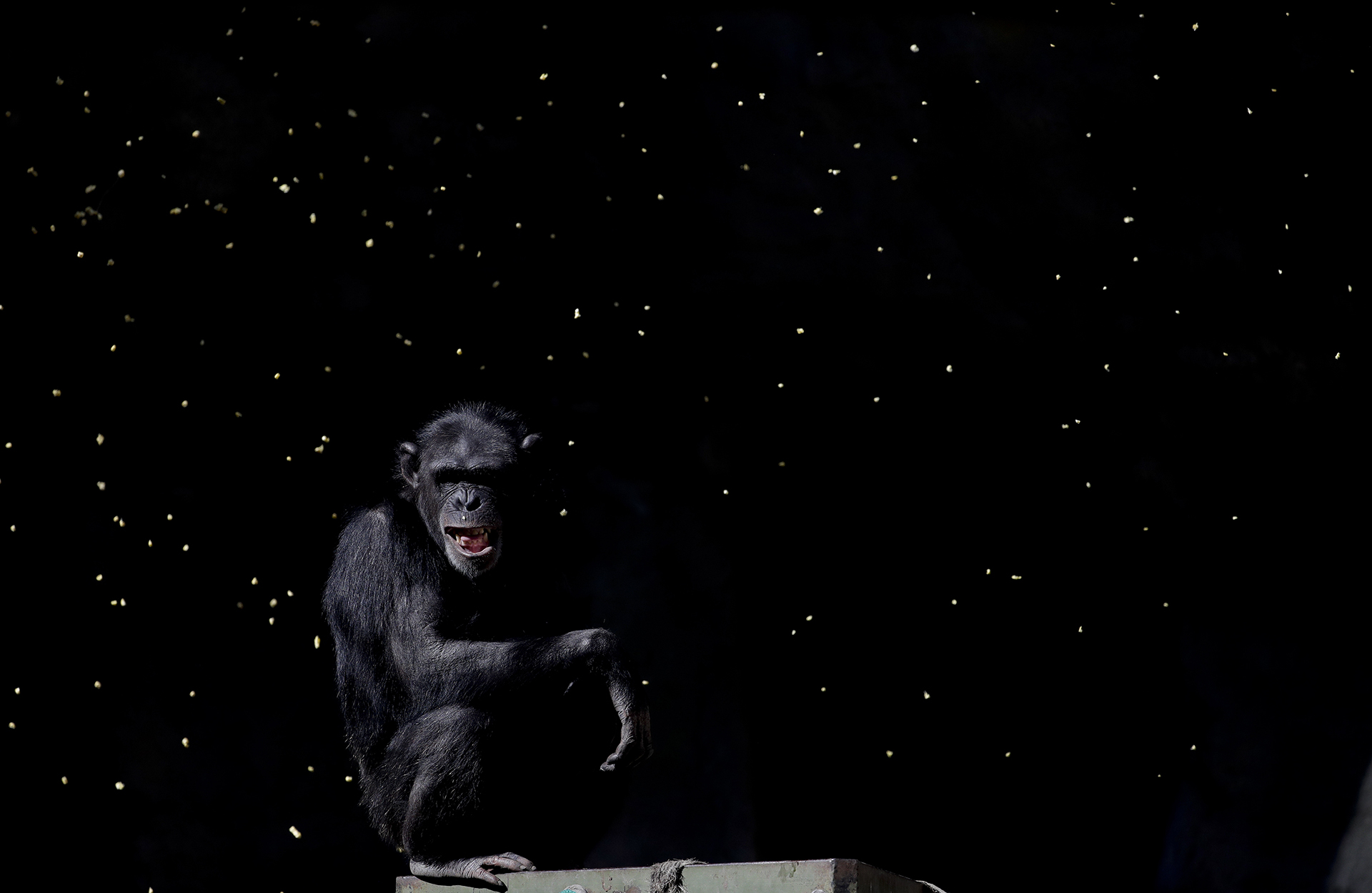 Un chimpancé observa a un trabajador lanzar puñados de grano en su jaula