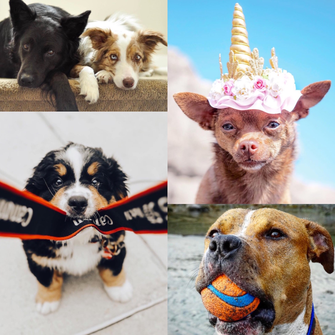 Fotos cortesía @dogsofinstagram