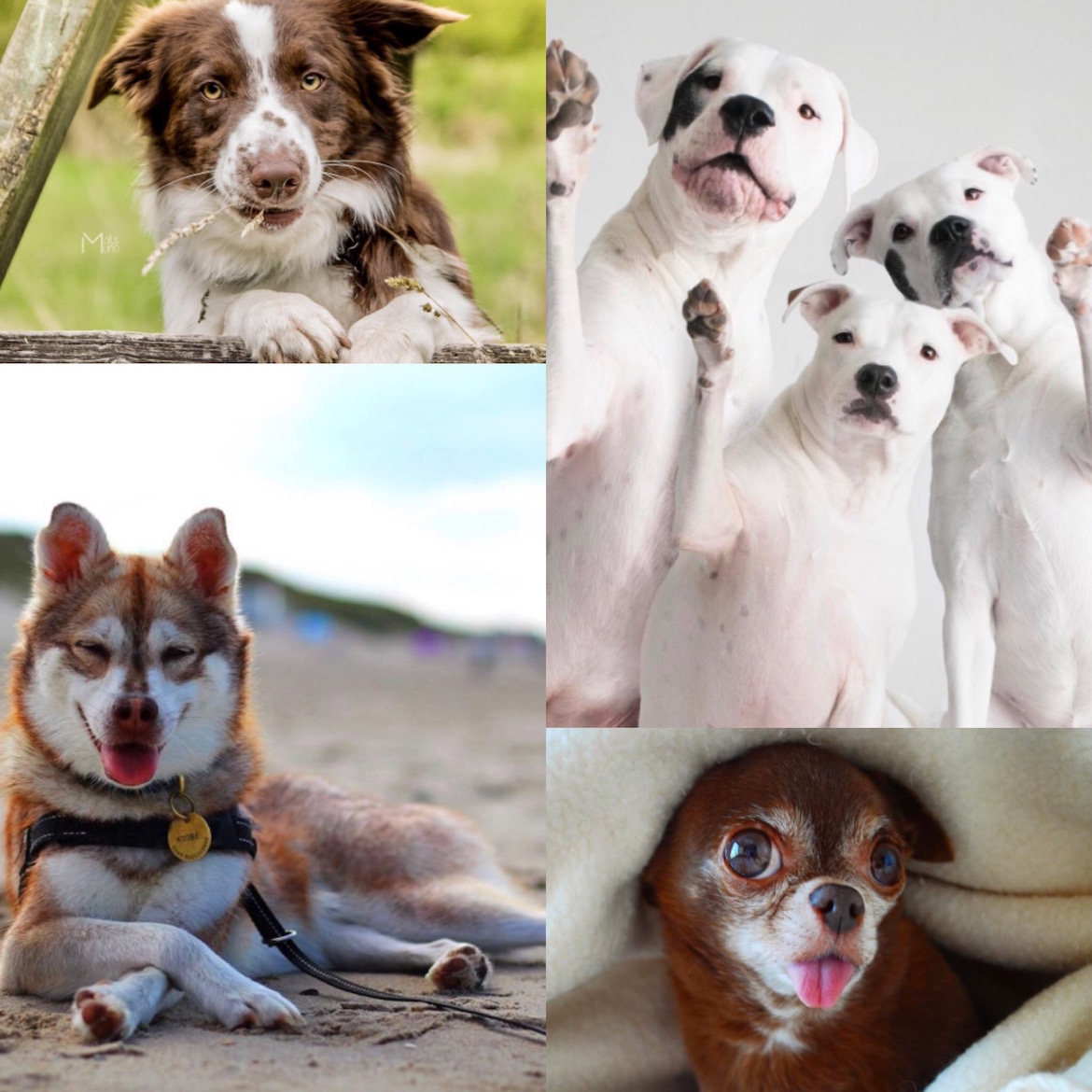 Fotos cortesía @dogsofinstagram