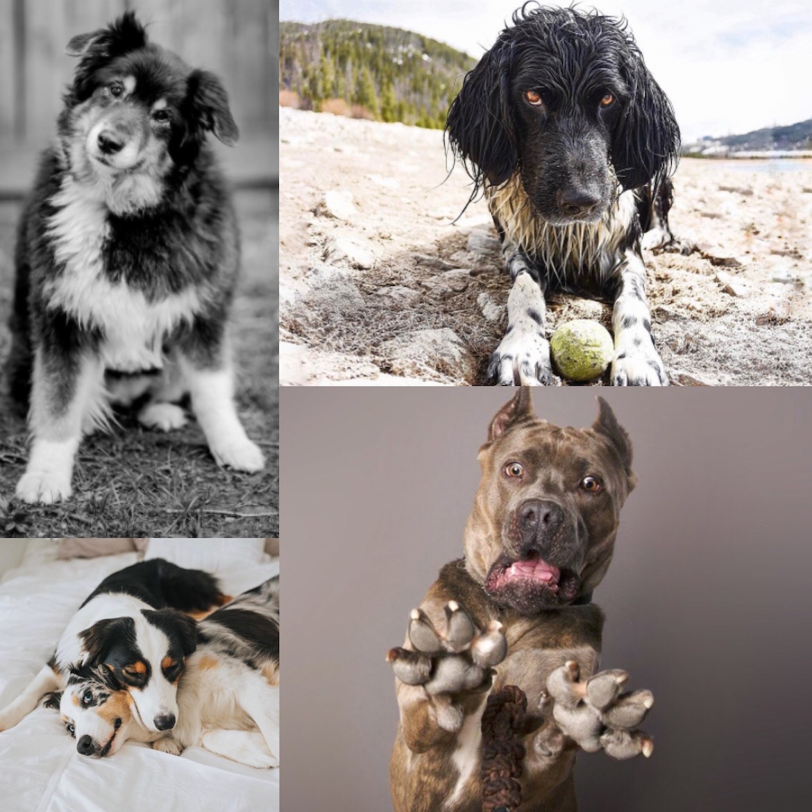 Fotos cortesía @dogsofinstagram