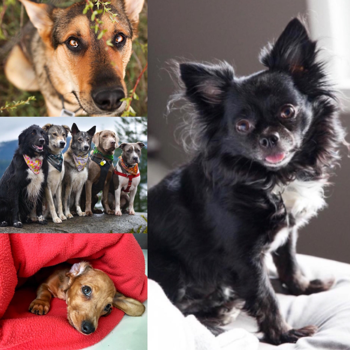 Fotos cortesía @dogsofinstagram