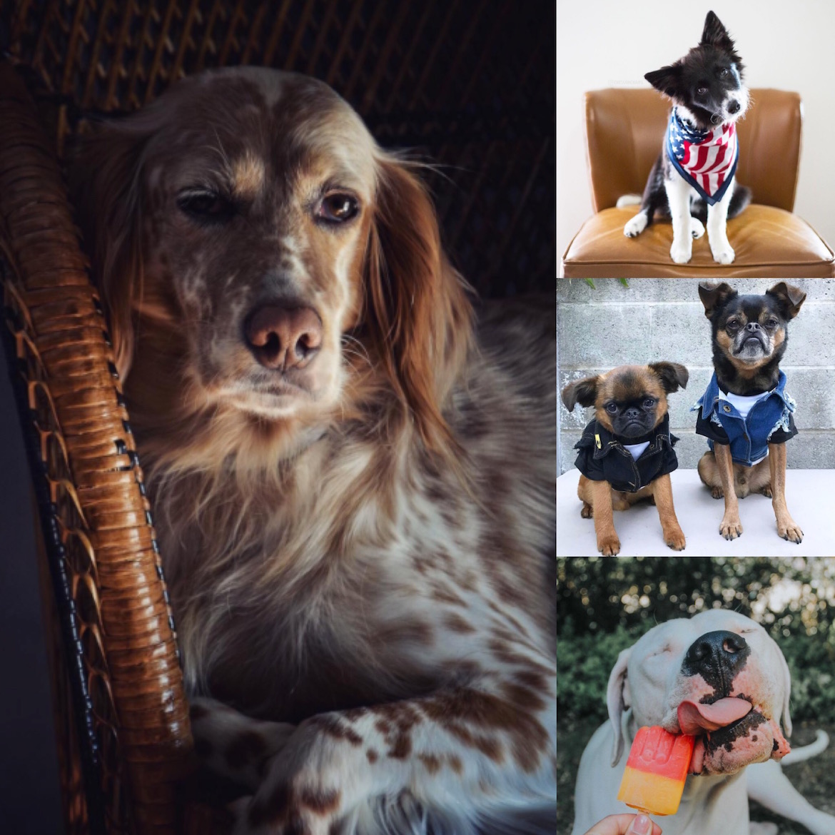Fotos cortesía @dogsofinstagram