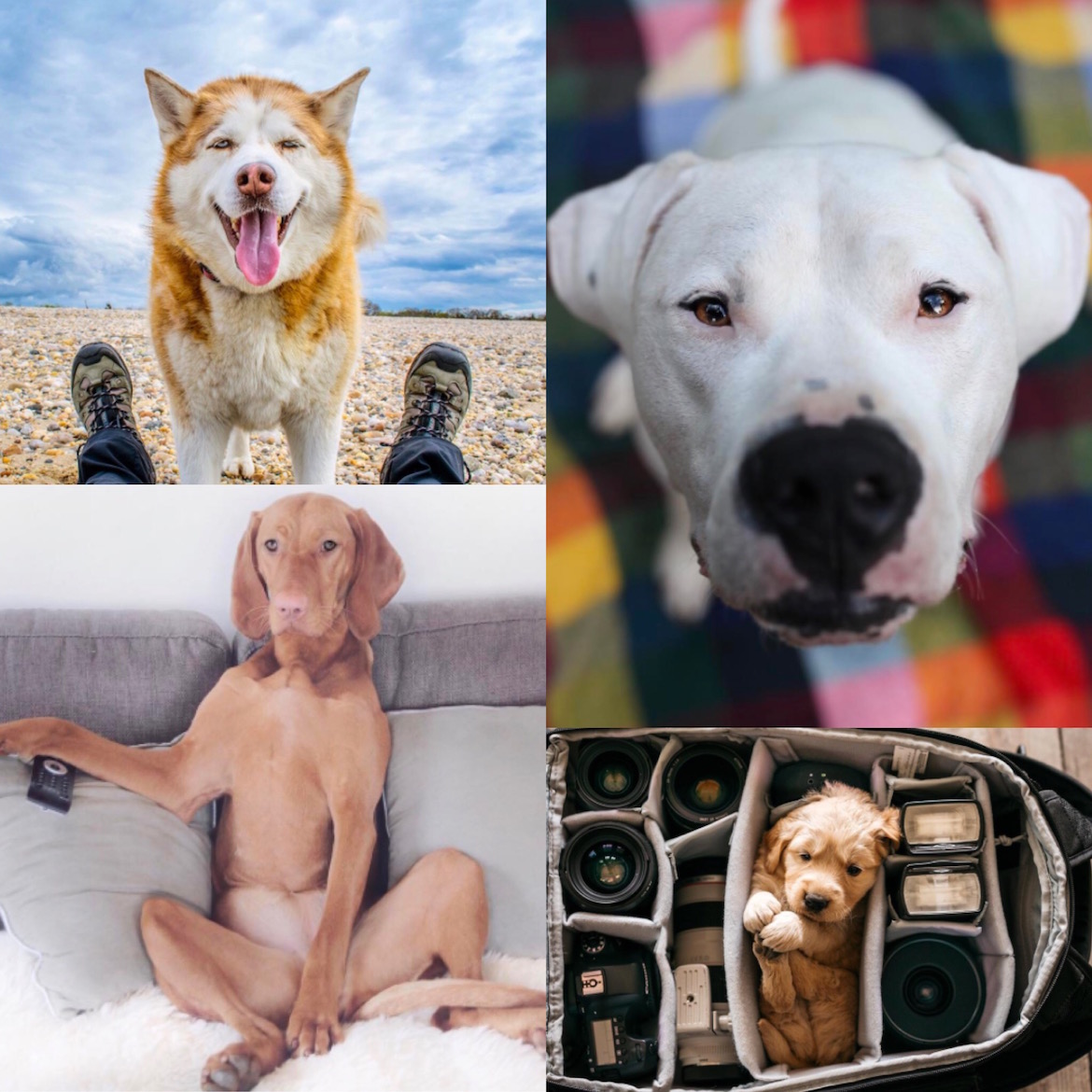Fotos cortesía @dogsofinstagram