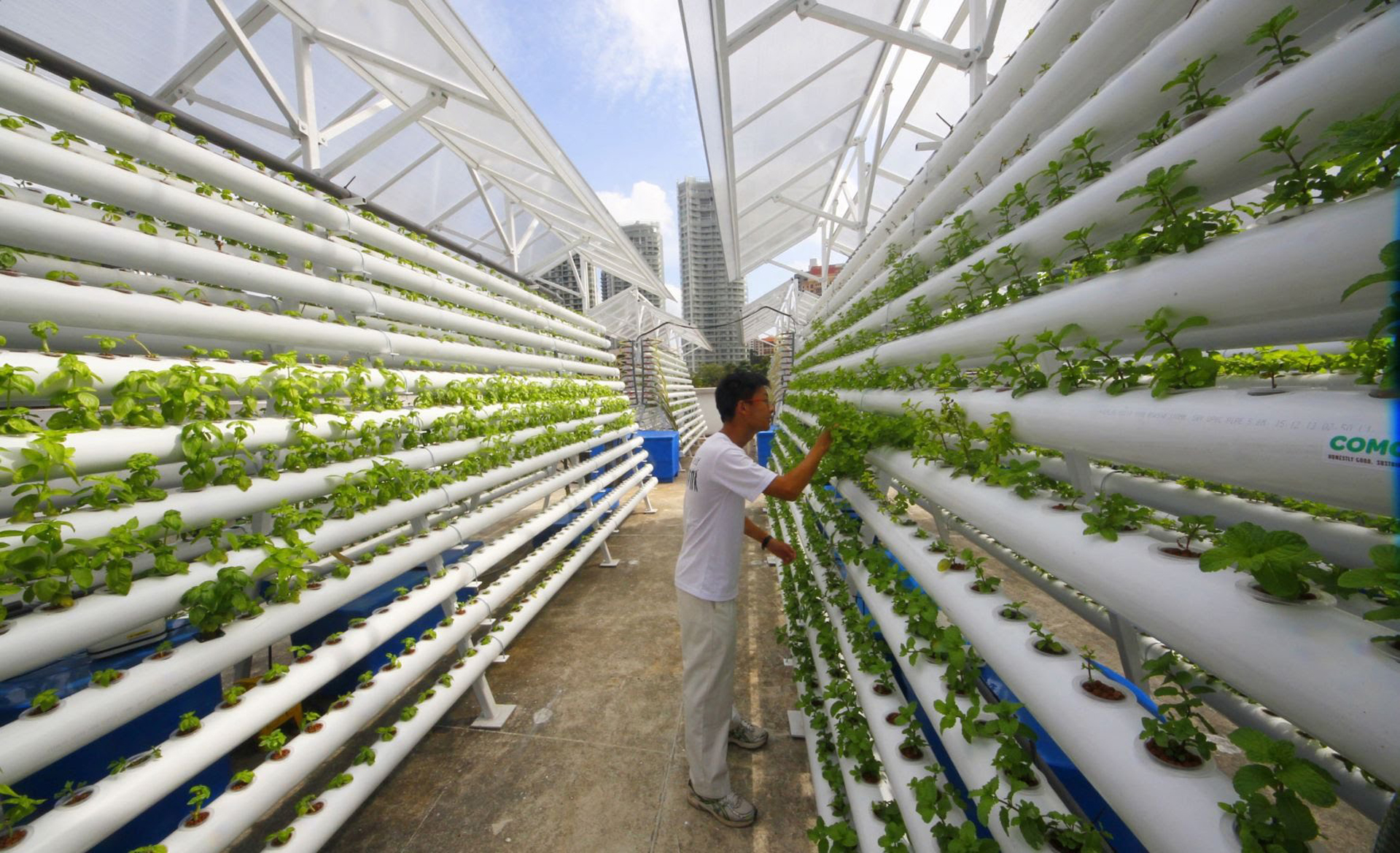 La agricultura urbana en edificios ofrece la posibilidad de otorgar el 15% como mínimo de los suministros básicos de las ciudades más urbanizadas del mundo