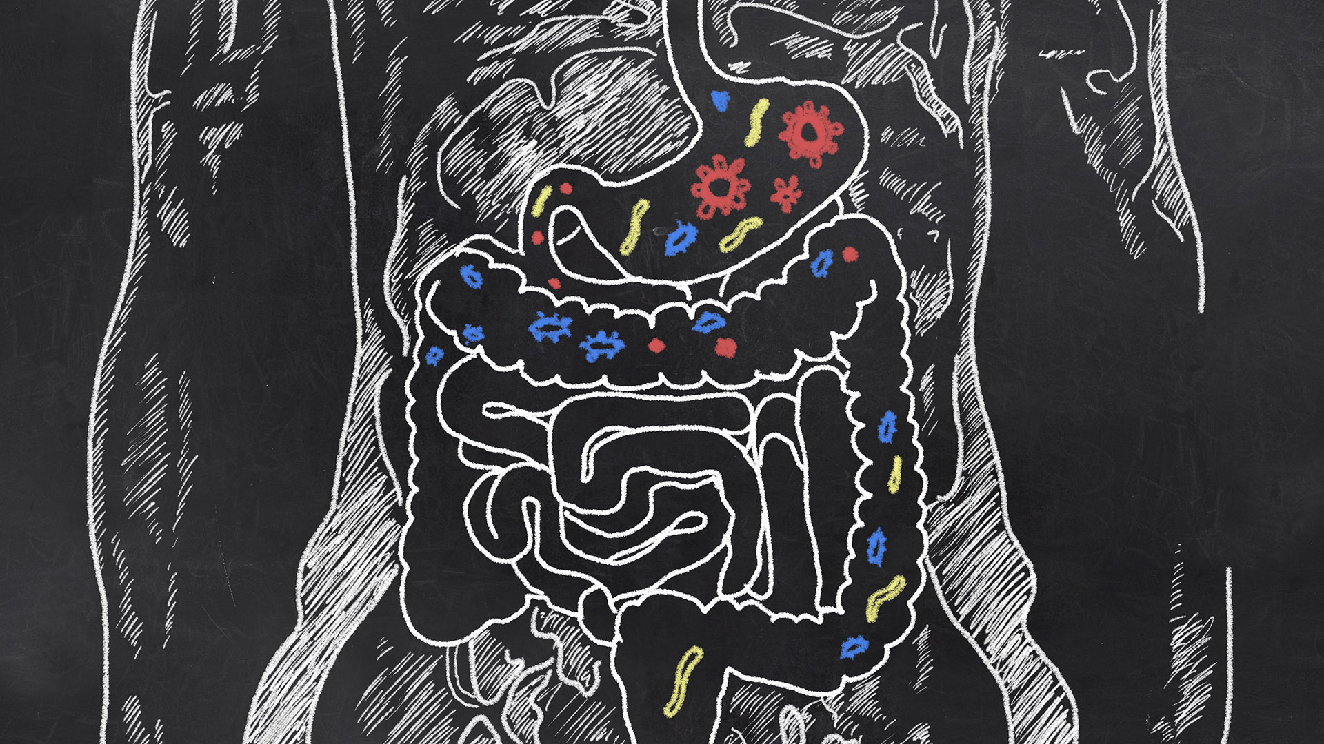 Hay bacterias beneficiosas que son claves para el buen funcionamiento de la salud intestinal (iStock)