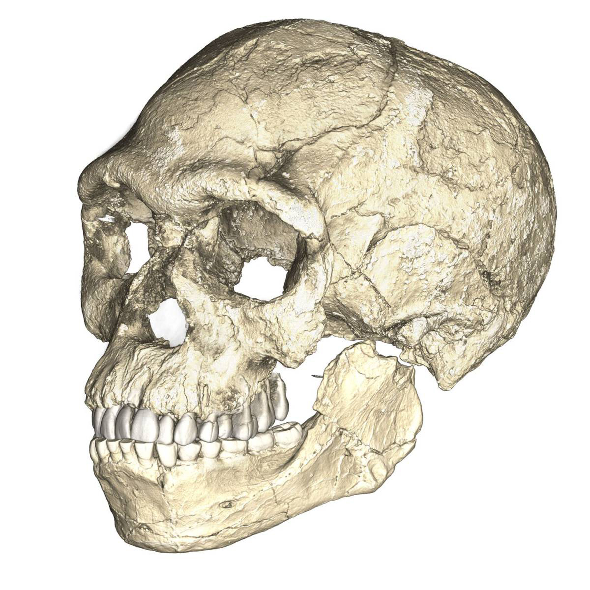 Reconstrucción del cráneo a partir de las piezas encontradas