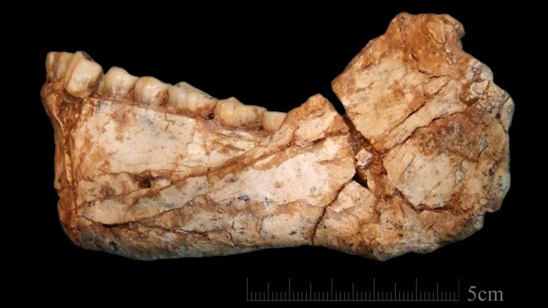 La mandíbula encontrada en el yacimiento