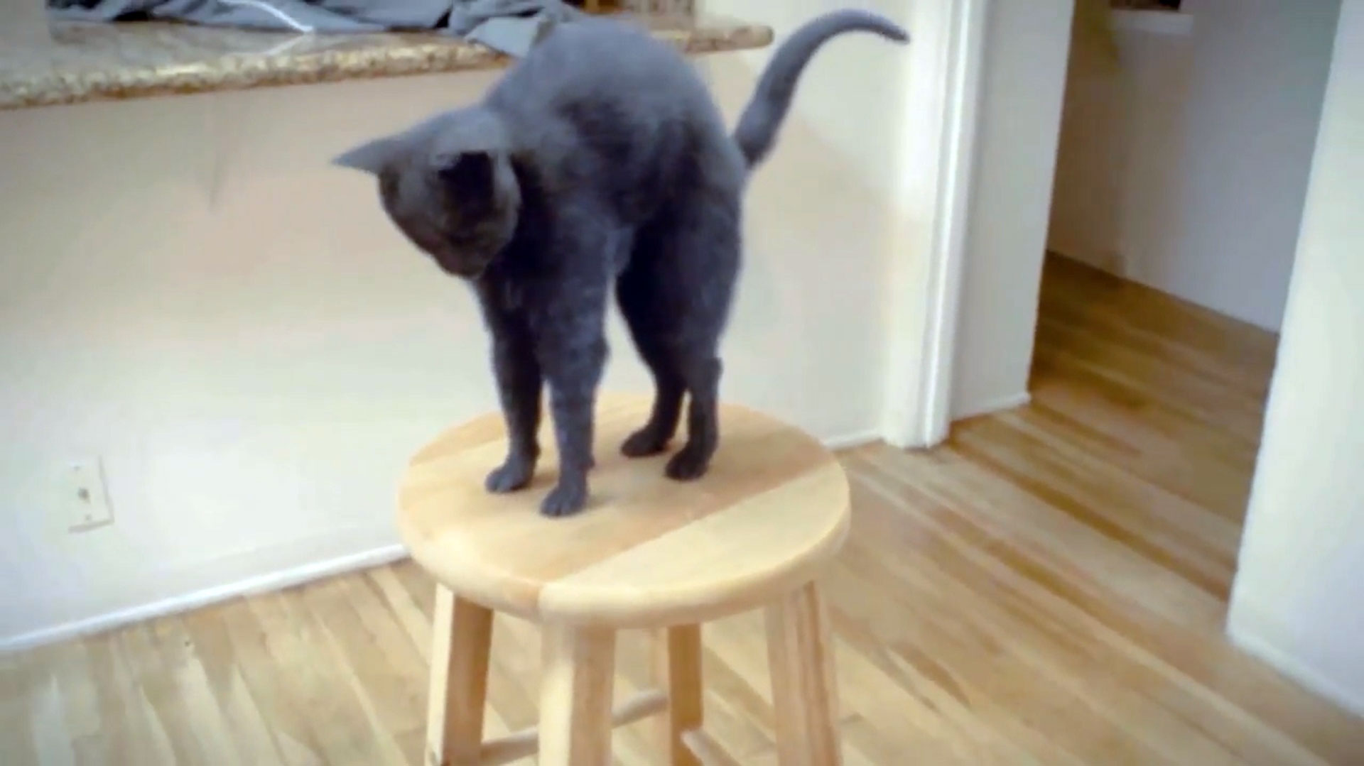 PETA intentó que un video supuestamente verídico se volviera viral para luego agregarlo a su campaña contra violencia animal (PETA)