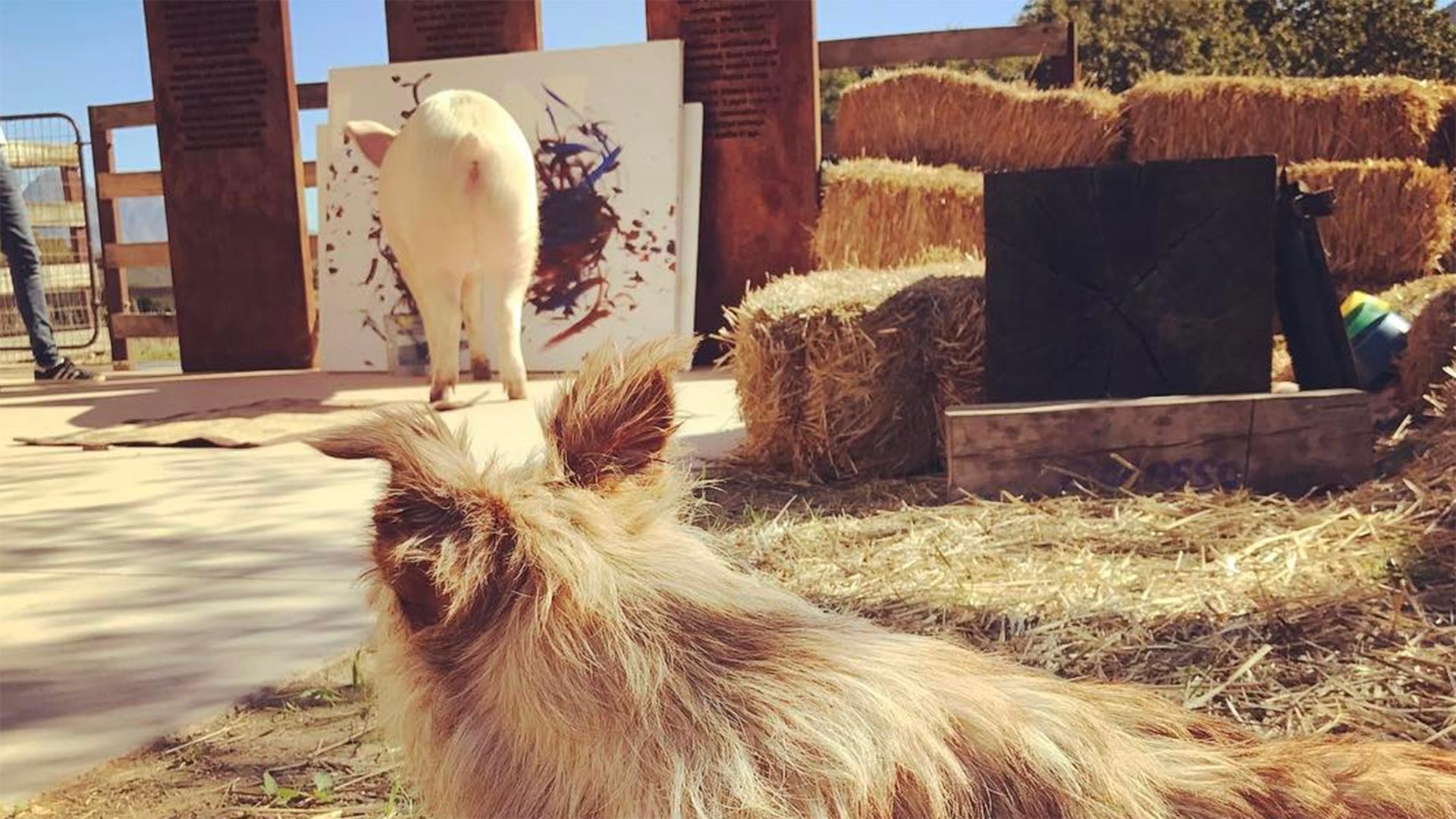 En su granja pasa la mayor parte del día pintando, sus amigos del reino animal no dejan de deleitarse con su arte ((Instagram Pigcasso))