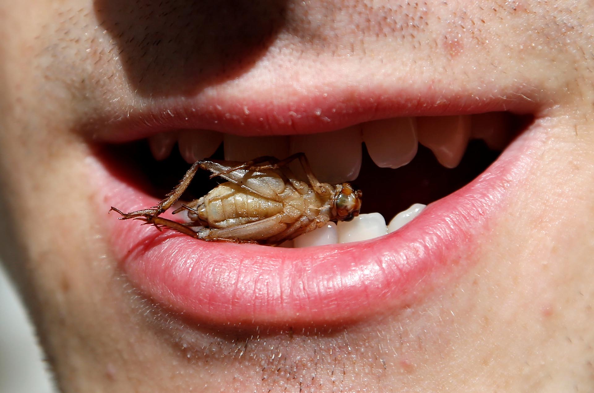 Un trabajador posa con un grillo entre sus dientes en una granja de la empresa Little Food, que prepara y promueve productos alimenticios elaborados con grillos en Bruselas, Bélgica
