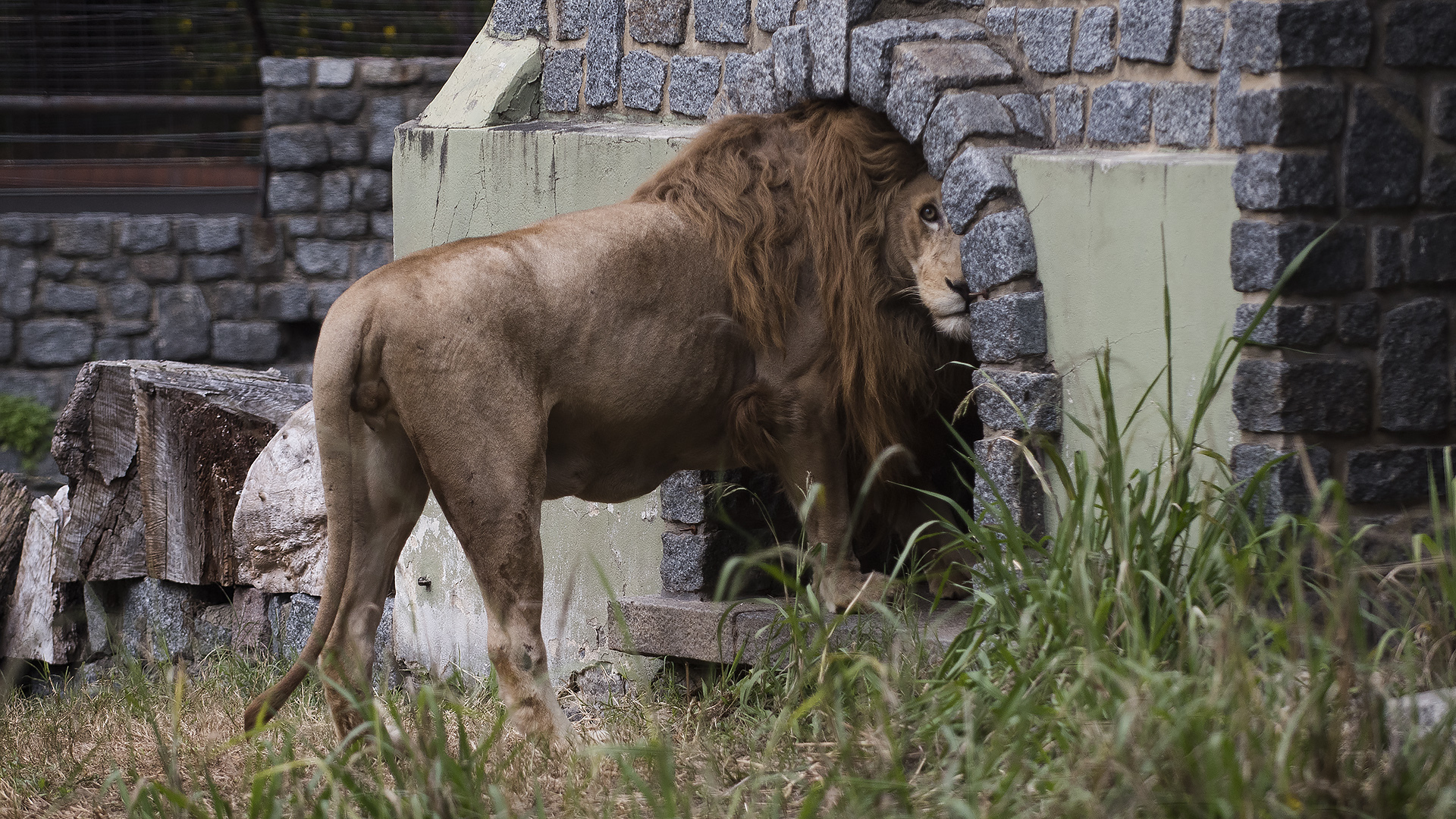 Los proteccionistas piden que los felinos grandes sean trasladados a reservas de África. (Adrián Escandar)