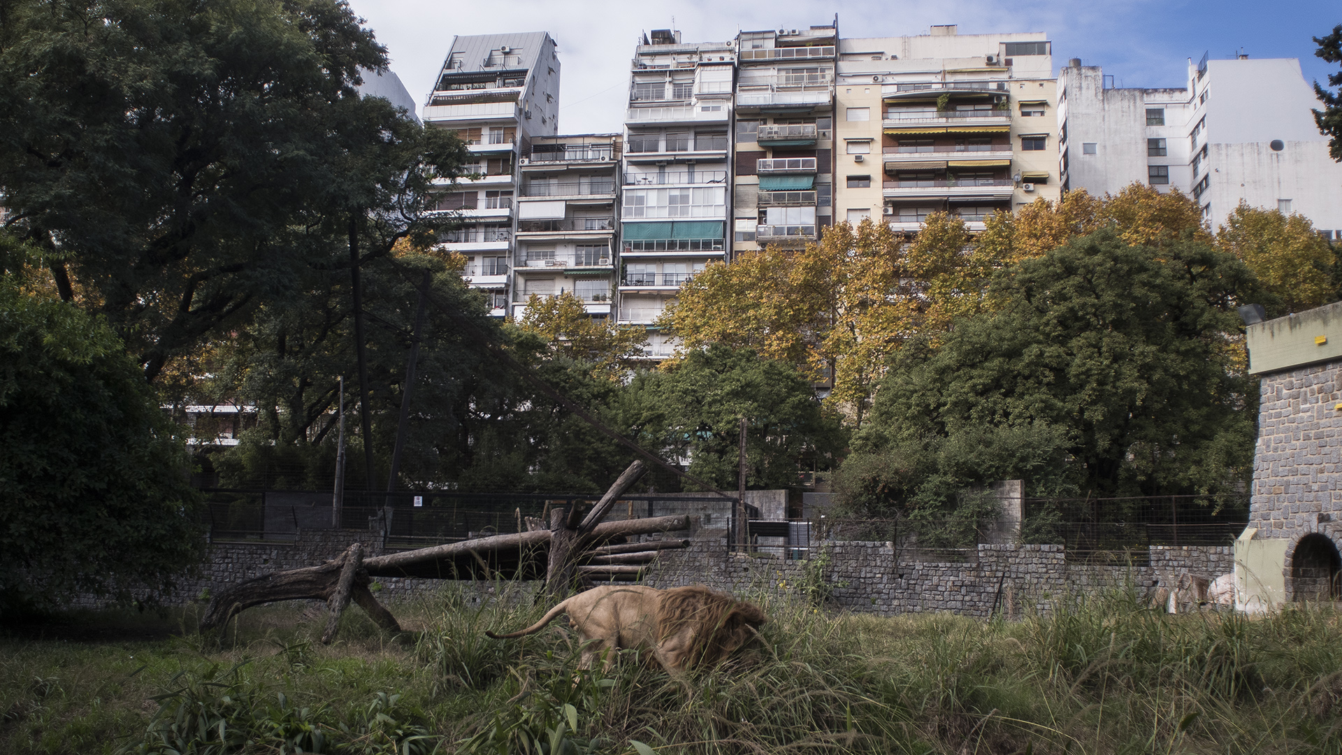 El rey perdido en la ciudad. (Adrián Escandar)