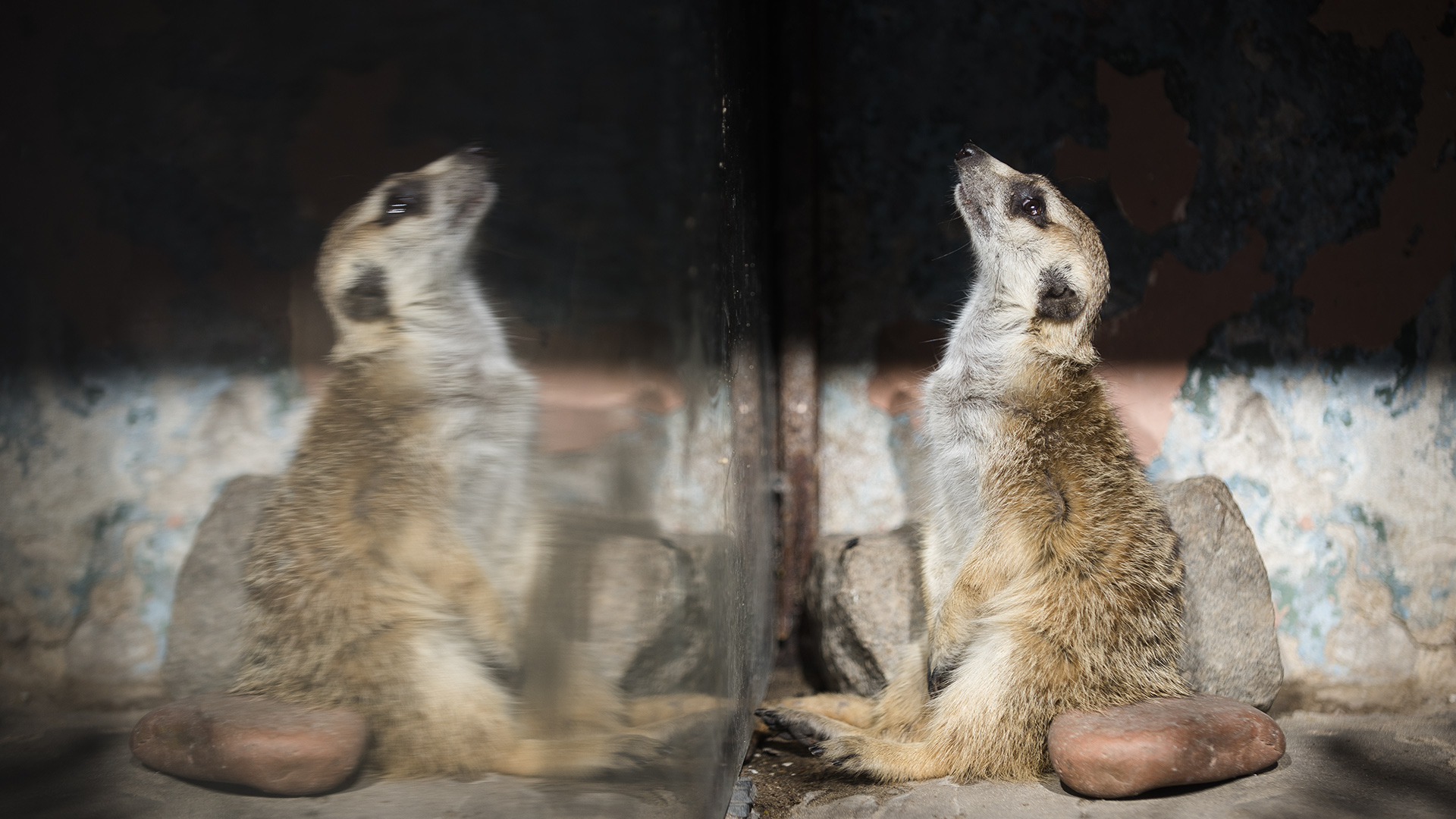 Uno de los suricatas que viven en el zoológico porteño. (Adrián Escandar)