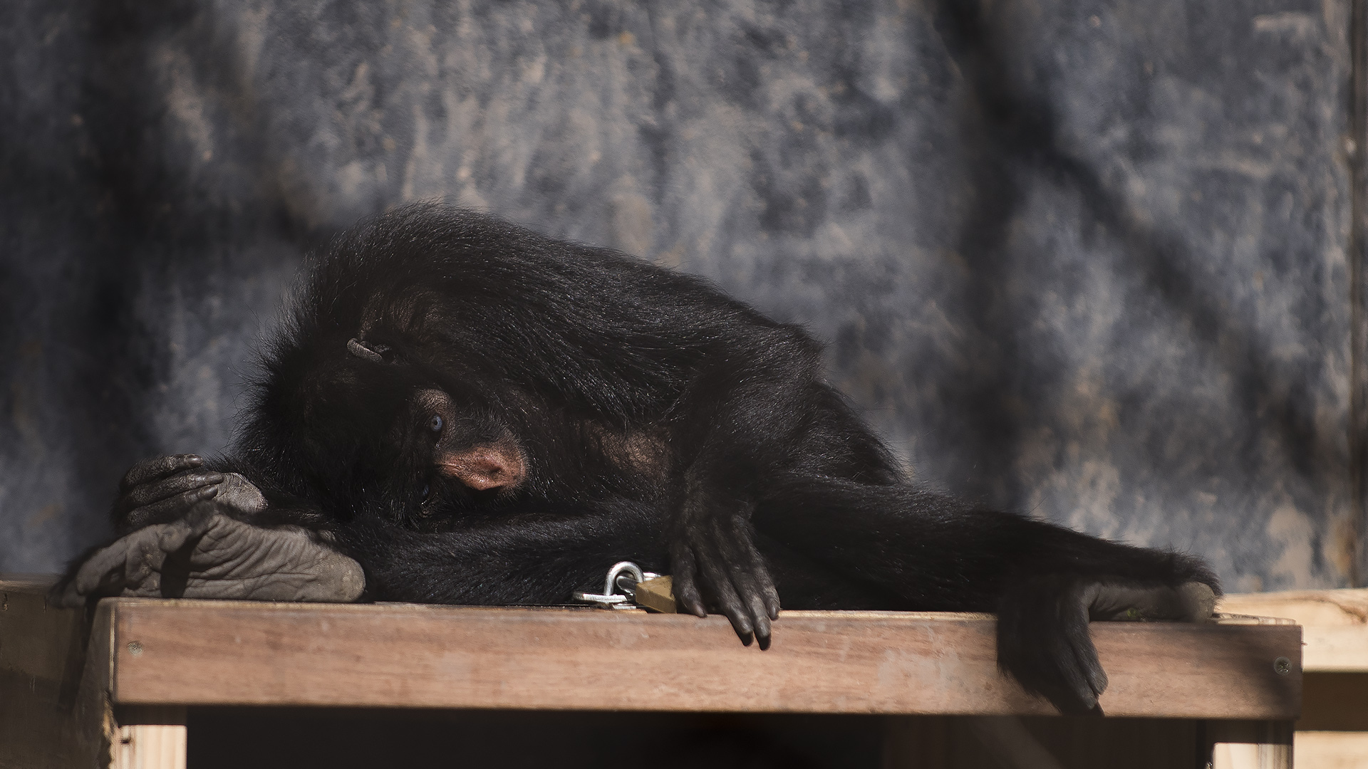 Las autoridades del Ecoparque no se apresuran a dar fechas para los traslados de los animales. Muchos nacieron en cautiverio. (Adrián Escandar)