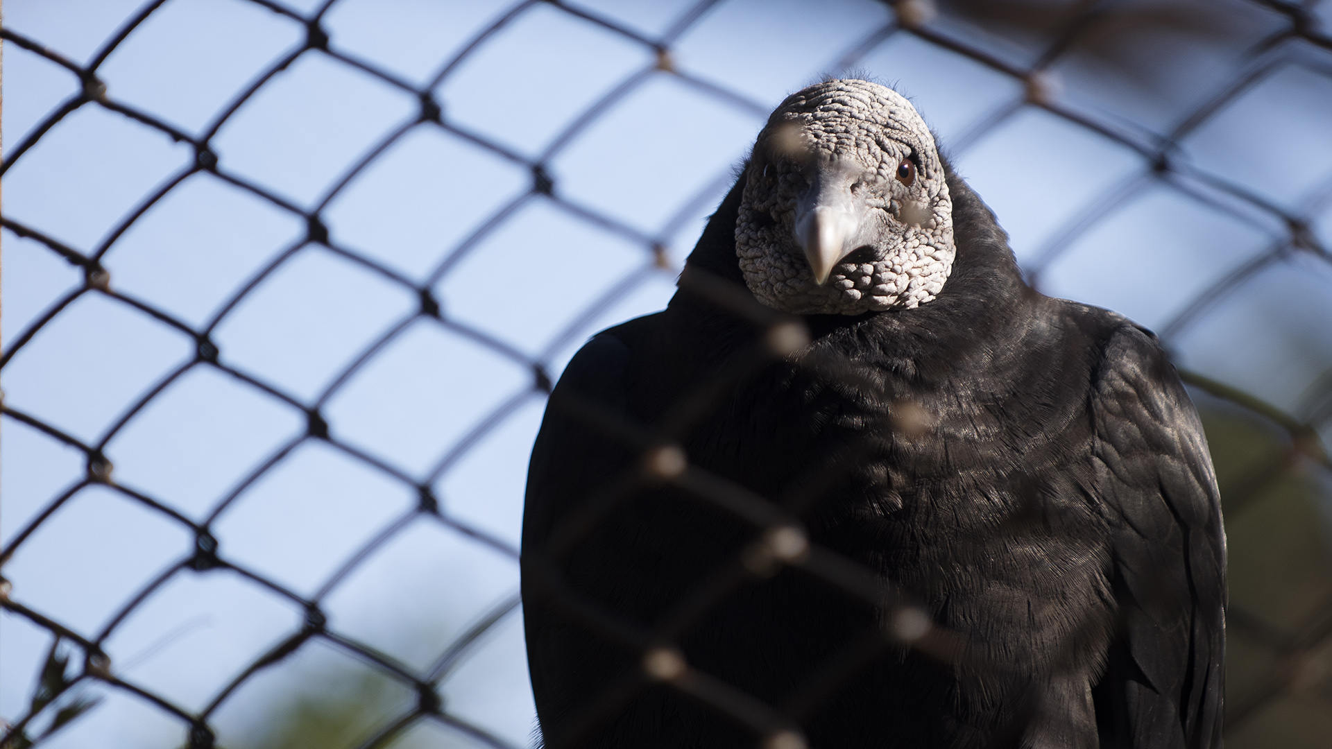 Según las autoridades del Ecoparque, 350 animales fueron liberados, entre ellos varias aves. Otras, esperan su turno. (Adrián Escandar)