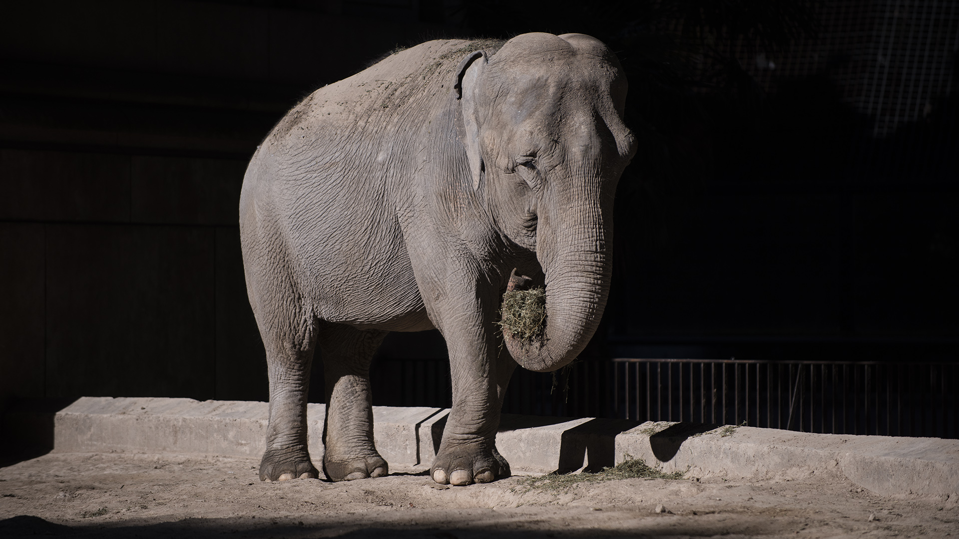 Mara es una de las tres elefantas que vive en el zoo, pero no convive con las otras dos. En los 90´s fue confiscada del ex circo Rodas donde vivió terribles malos tratos (Adrián Escandar)