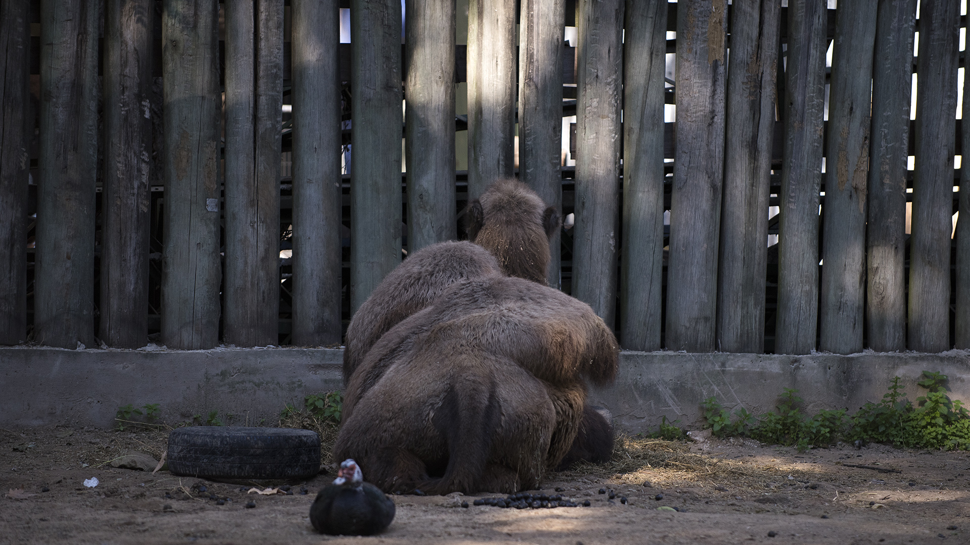 Los cuidadores aseguran que la joroba caída al costado demuestra buena salud en los camellos. (Adrián Escandar)