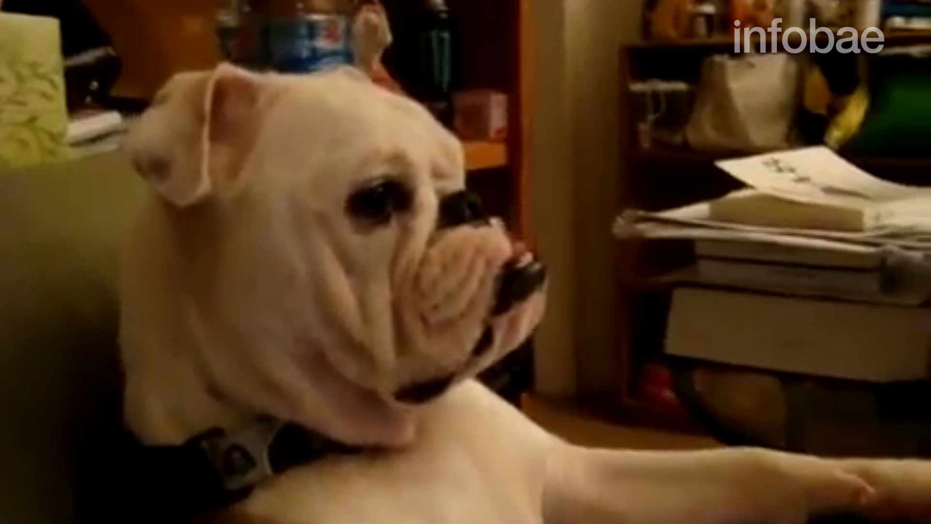 Un estudio confirmó que la exposición a imágenes de vídeo entre 3 y 5 semanas de edad, disminuye la neofobia en perros domésticos