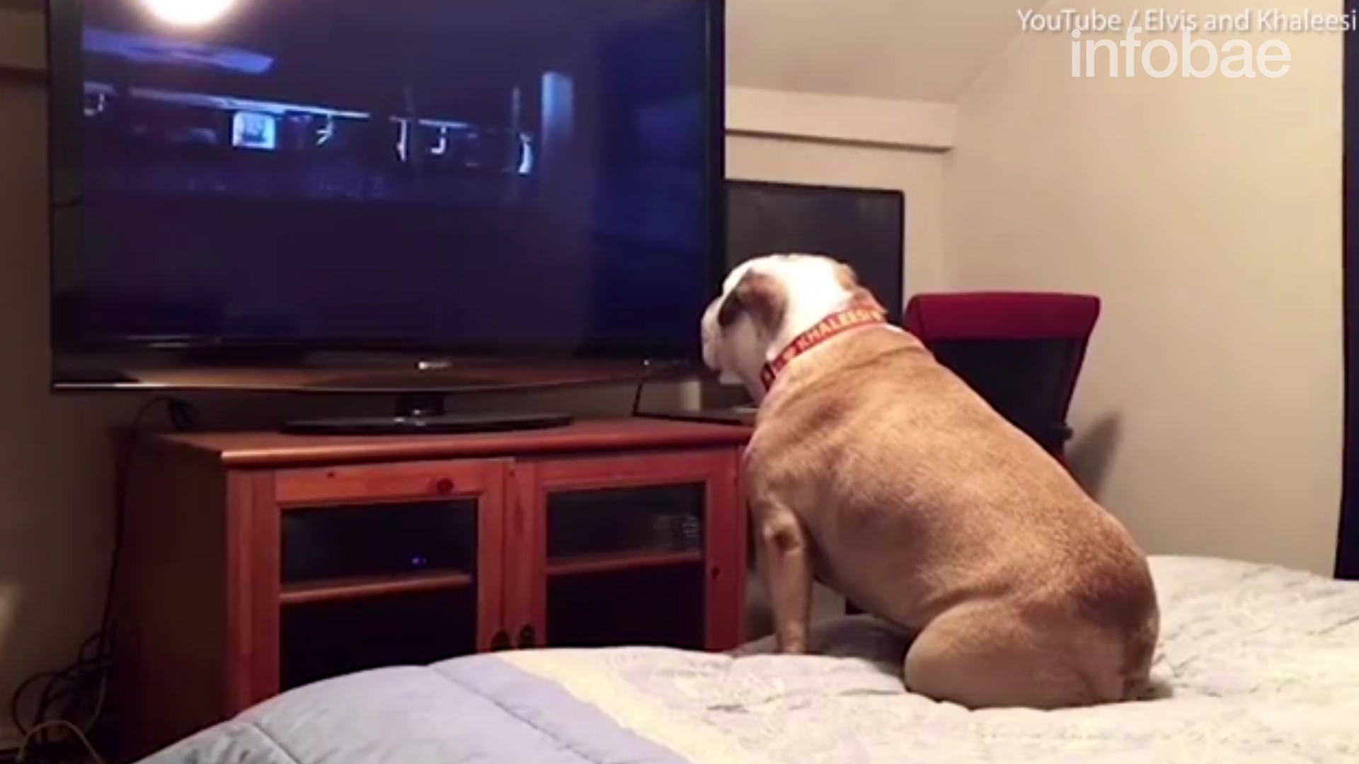 Hasta los perros tienen hoy su propio canal de entretenimiento, denominado Dog TV, el cual ya es furor en Estado Unidos