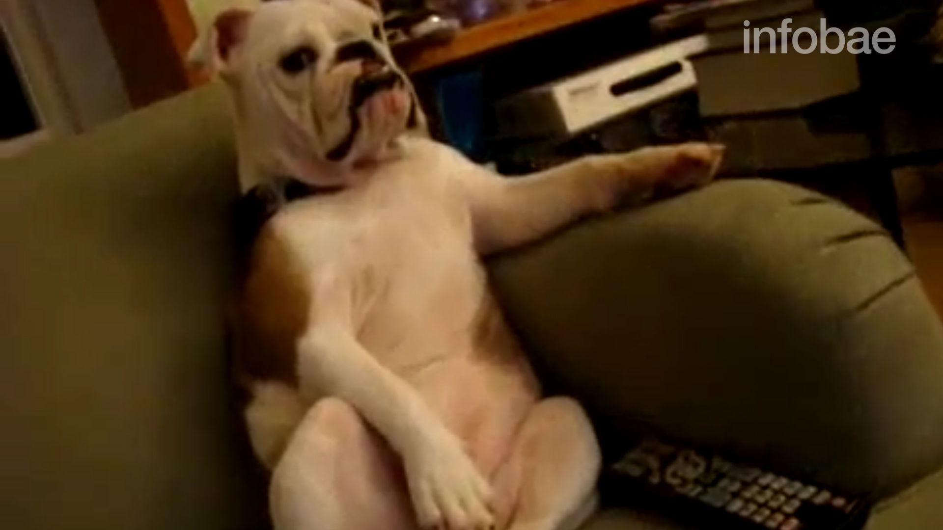 En los perros resulta ser más informativo el color que el brillo a la hora de exponerse a imágenes visuales como mirar la televisión