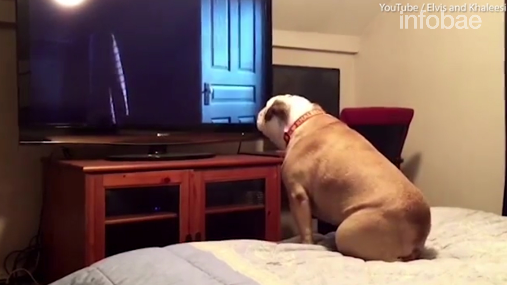 El animal se encuentra totalmente concentrado en la trama del film, y hasta pareciera que su principal intención es alertar sobre el peligro que corren las dos niñas