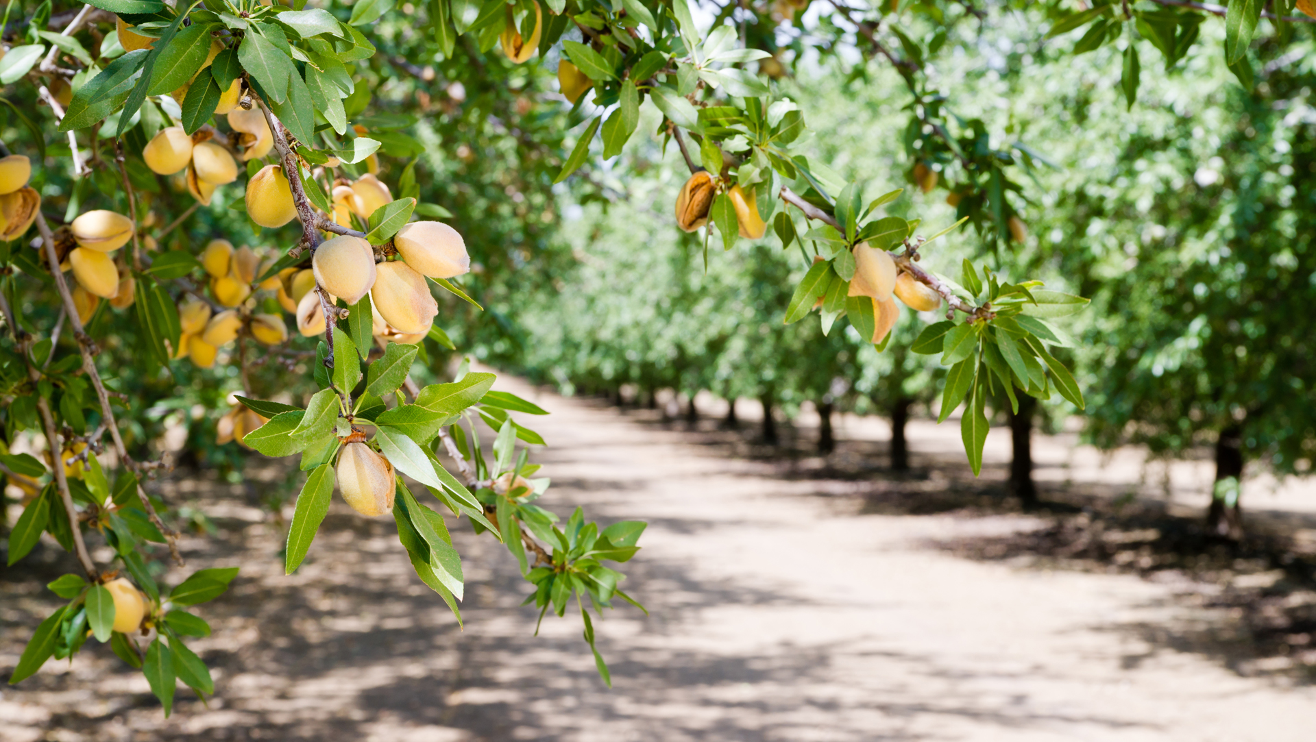 La almendras poseen una gran cantidad de ácidos grasos esenciales para el organismos y su consumo es sumamente recomendado ya sea en estado natural o tostados (iStock)