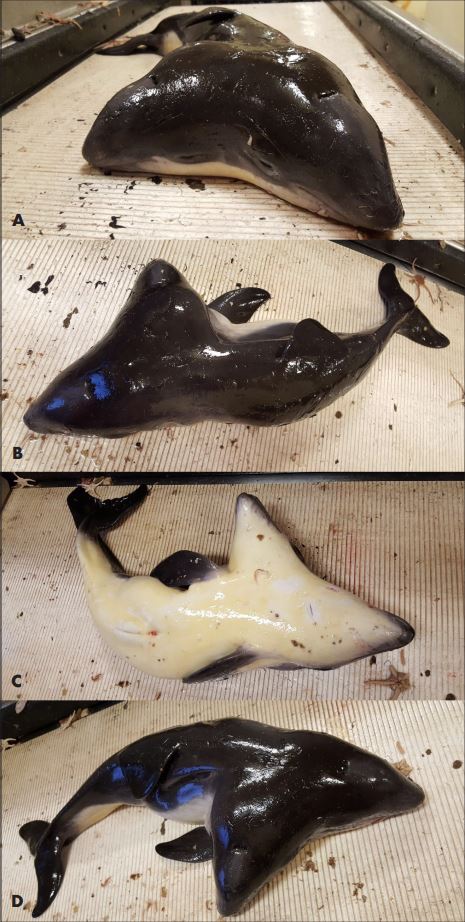 Las imágenes tomadas por los pescadores antes de arrojar al mar lo que podría haber servido a la ciencia (Erwin Kompanje)