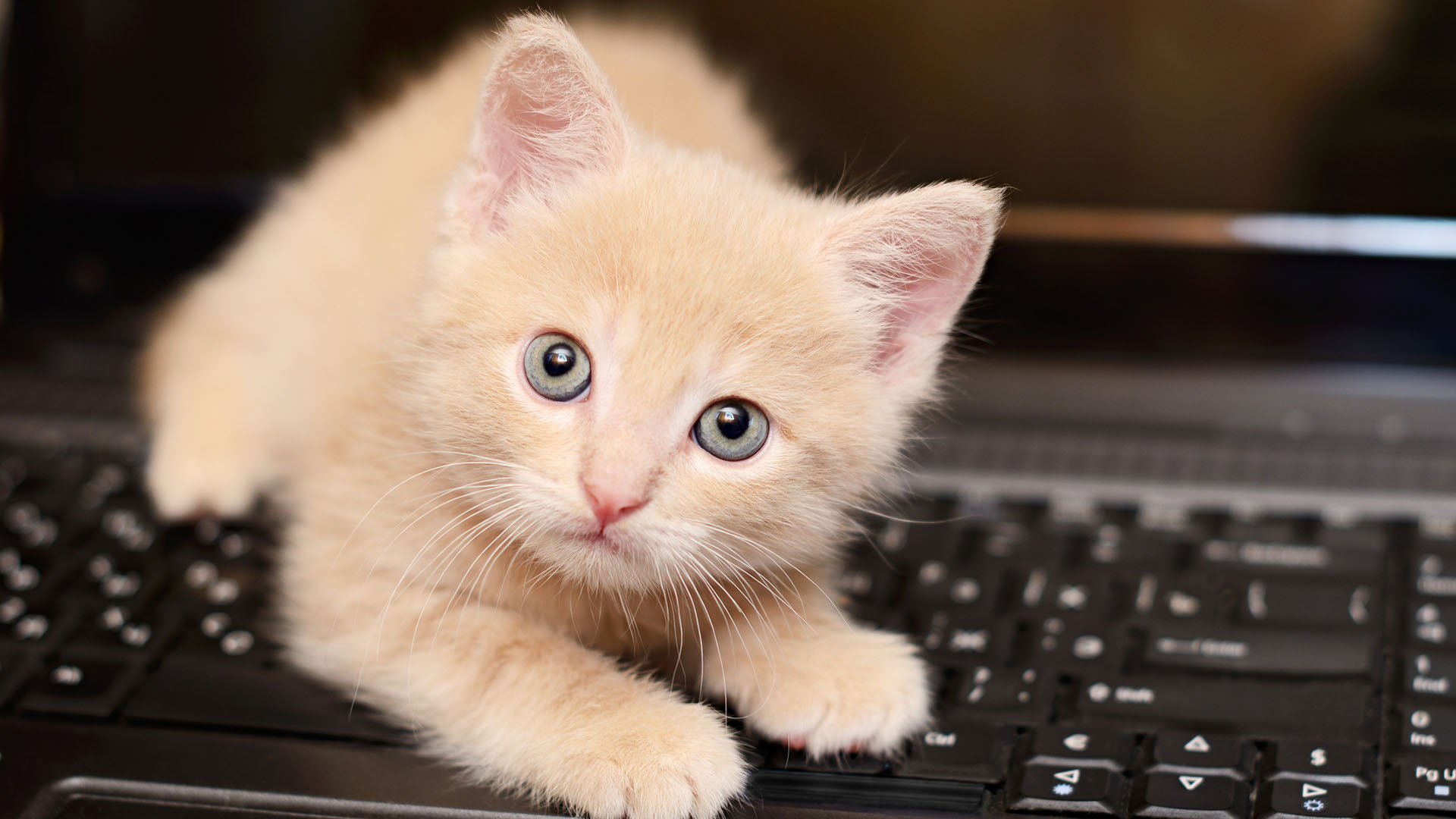 Uno de los juegos más comunes en los gatitos es el de la “caza”